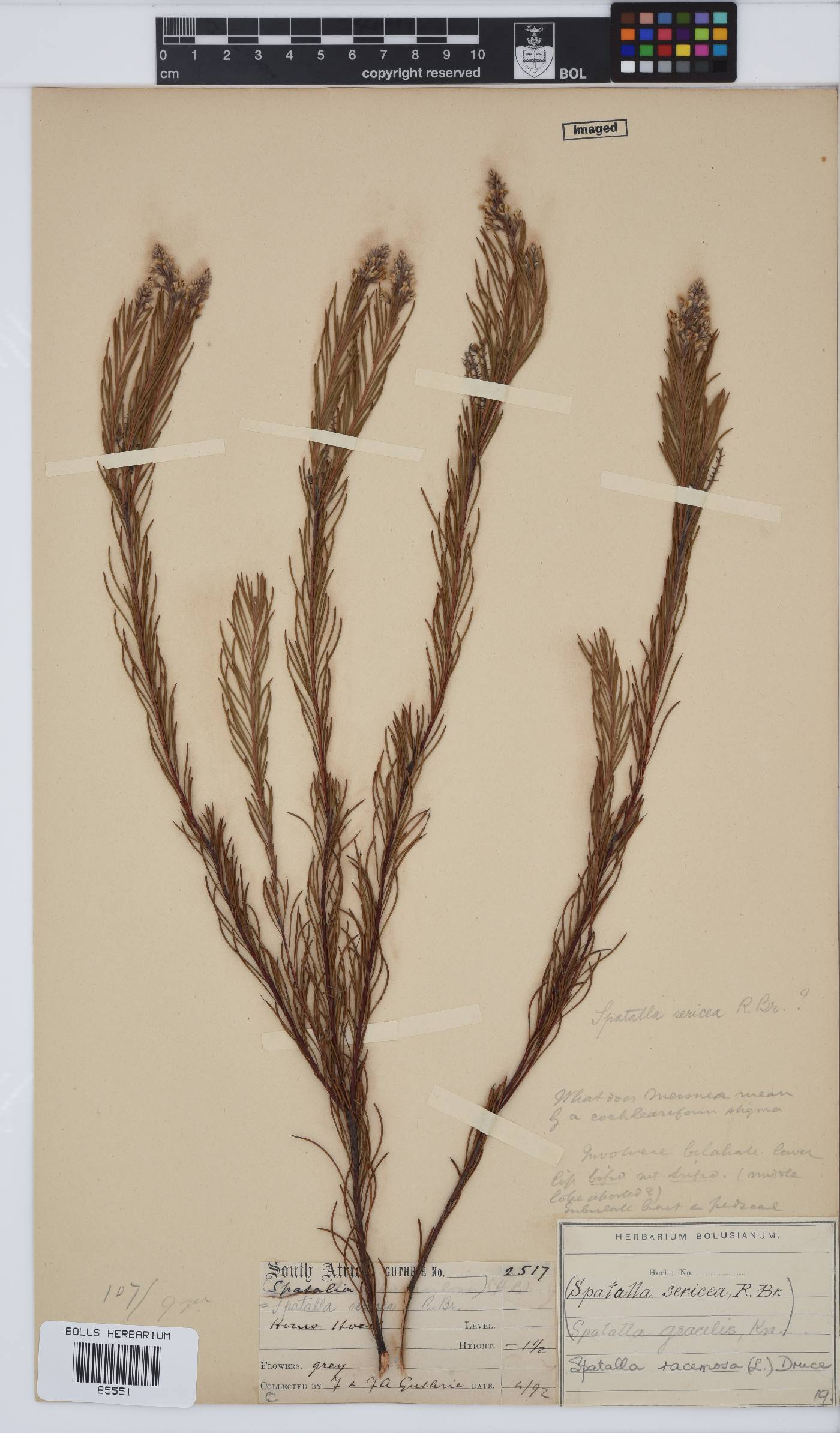 Spatalla racemosa image