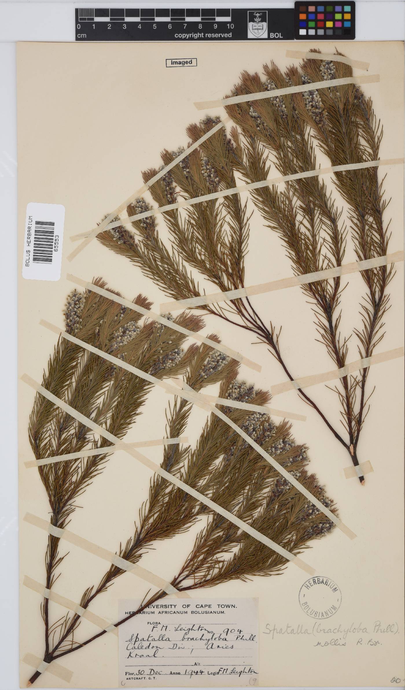 Spatalla mollis image