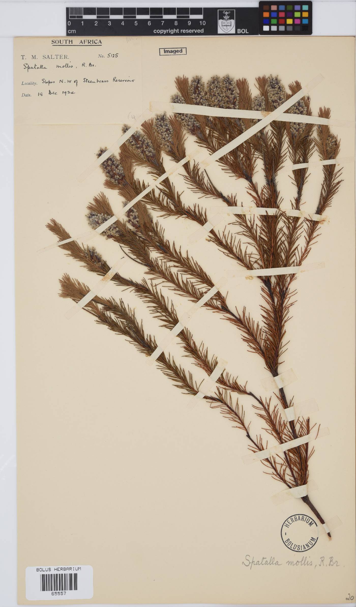 Spatalla mollis image