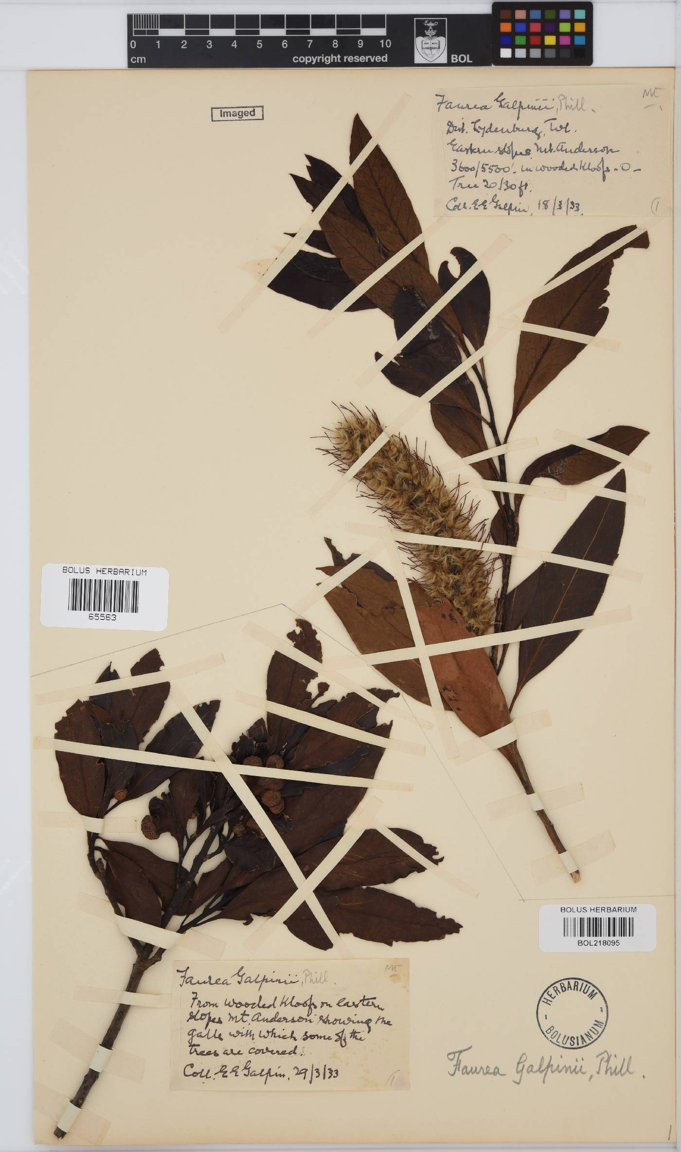 Faurea galpinii image