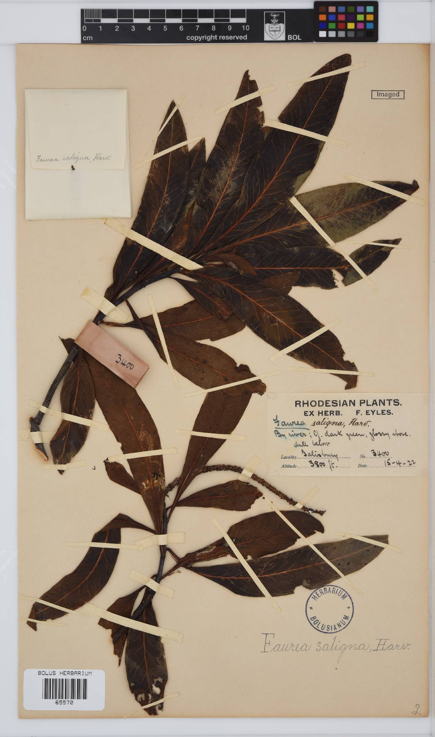 Faurea image