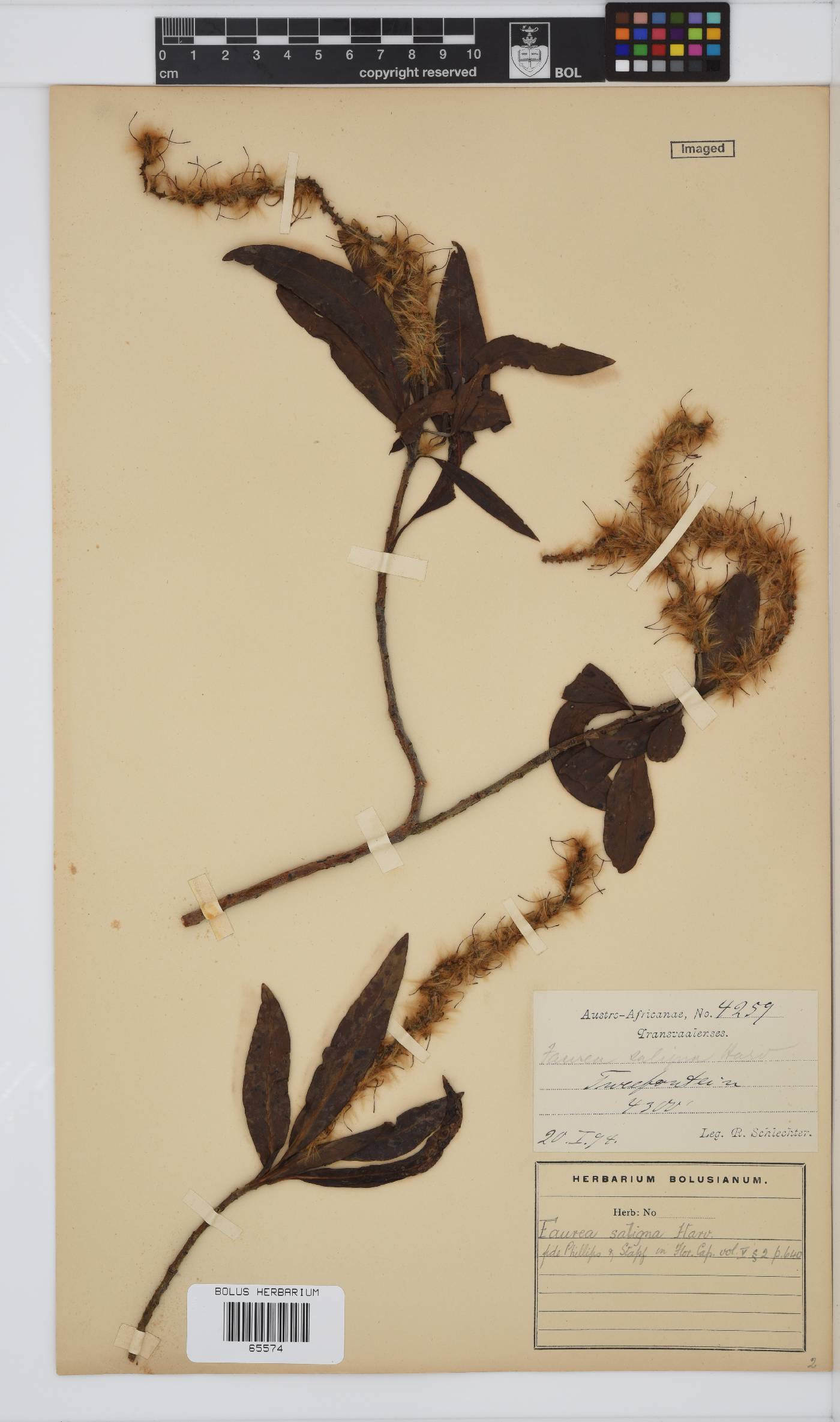 Faurea saligna image