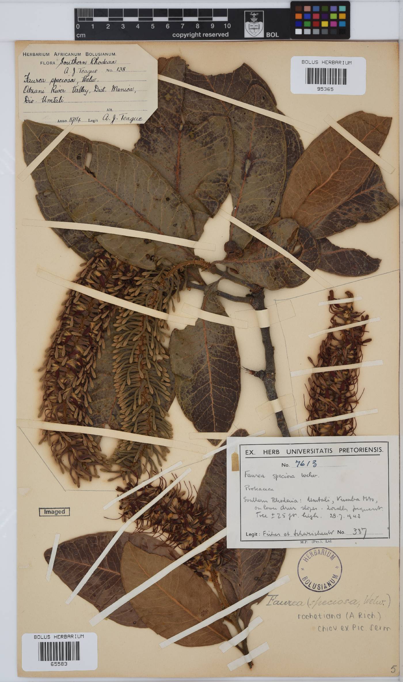 Faurea rochetiana image