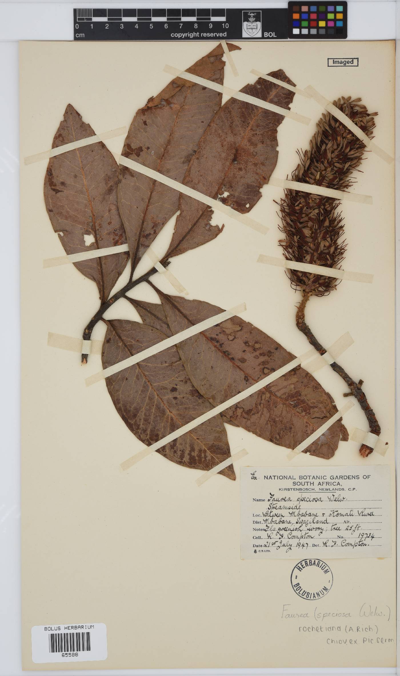 Faurea rochetiana image