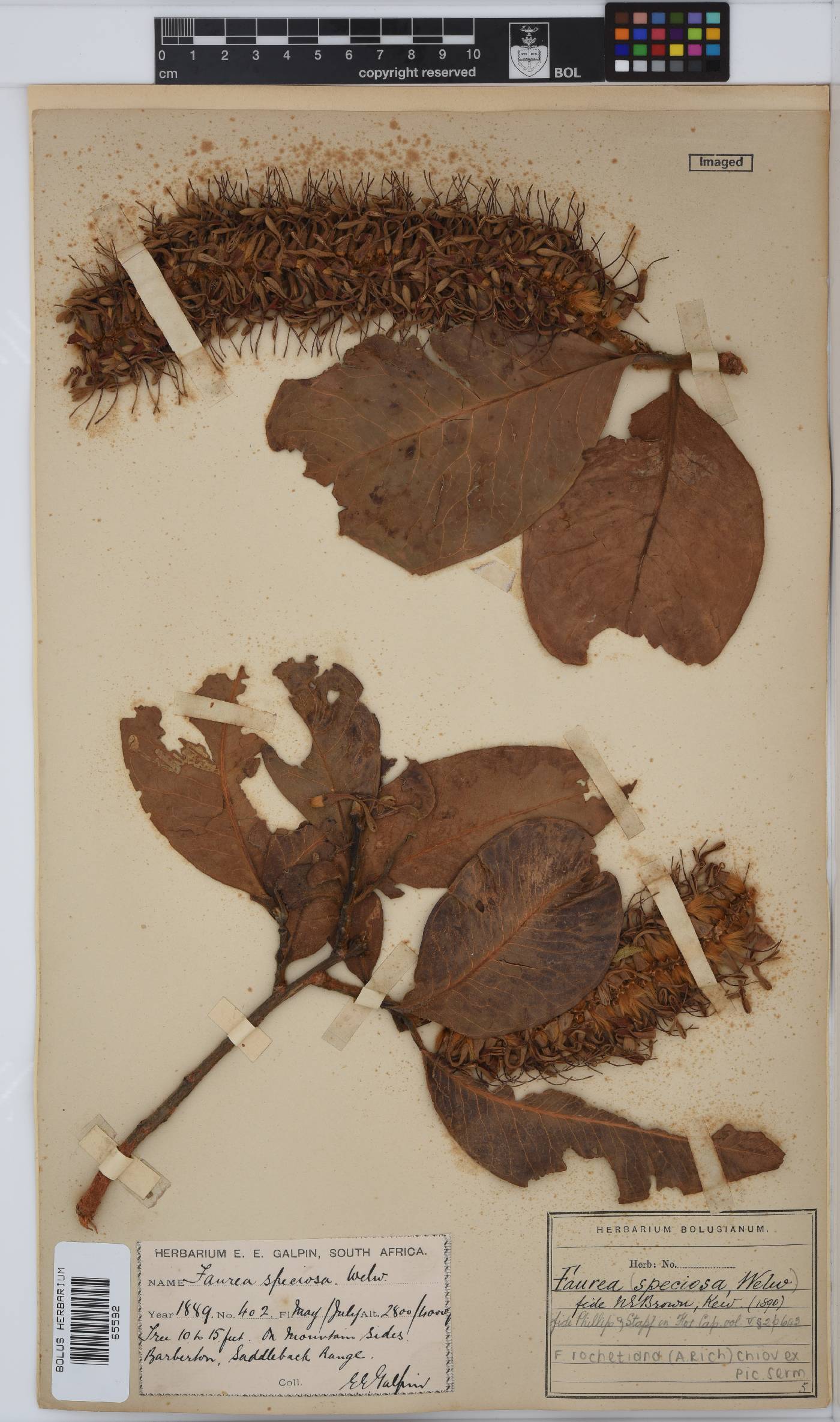 Faurea rochetiana image