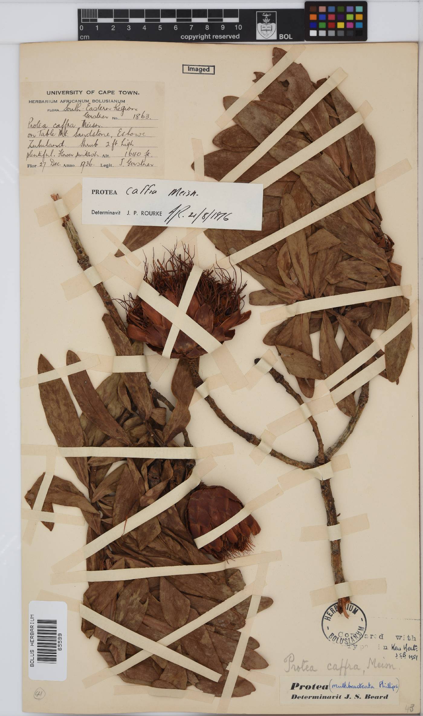 Protea caffra image