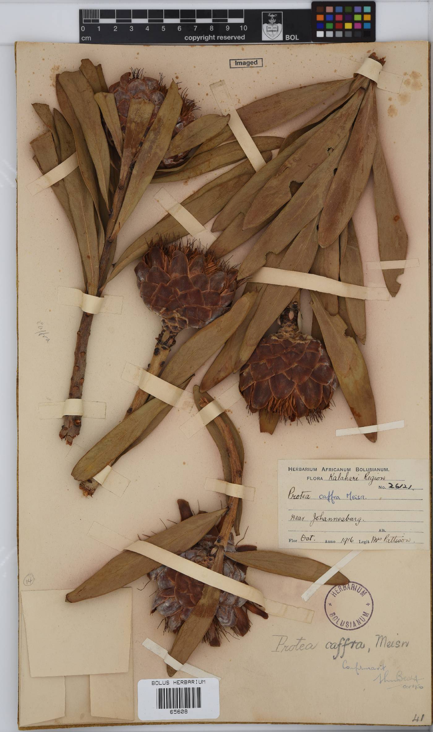 Protea caffra subsp. caffra image