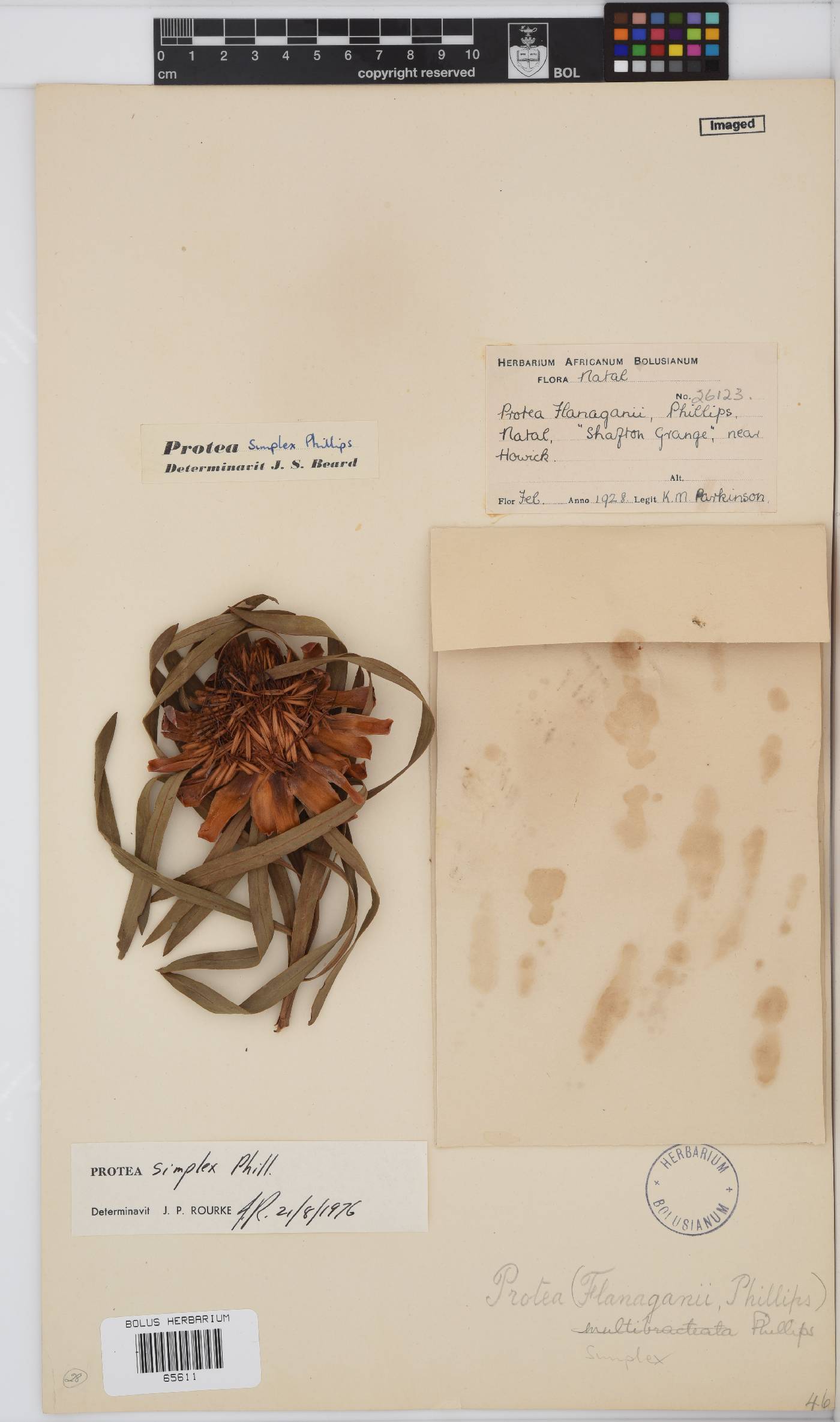 Protea simplex image