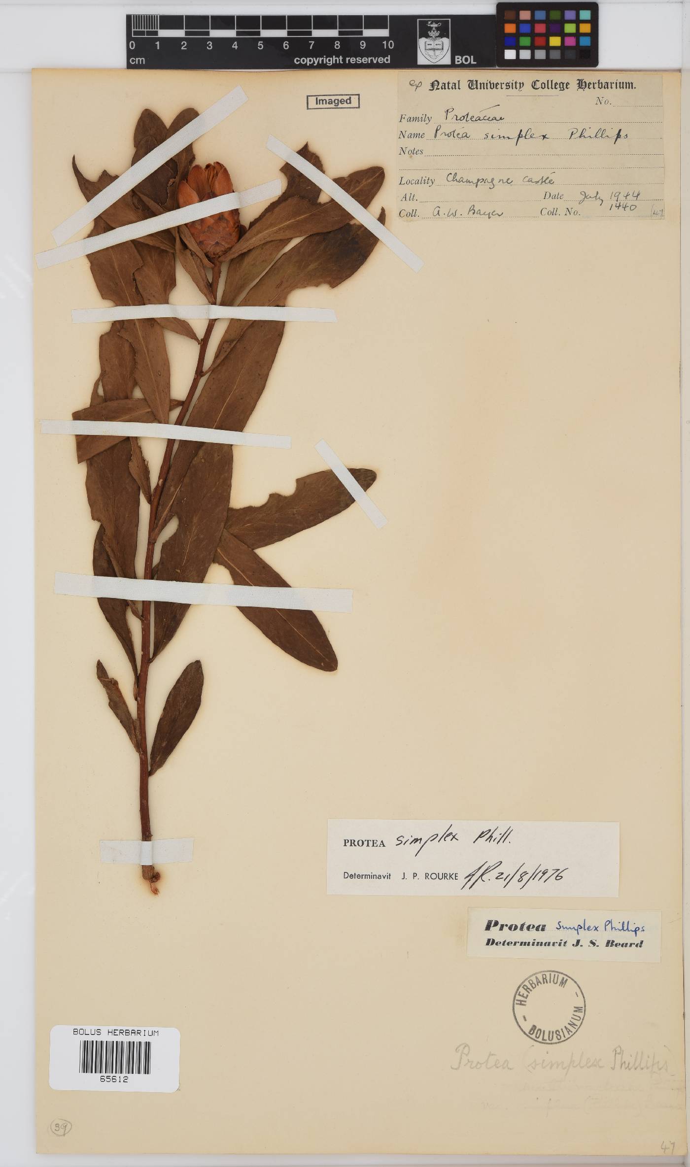 Protea simplex image