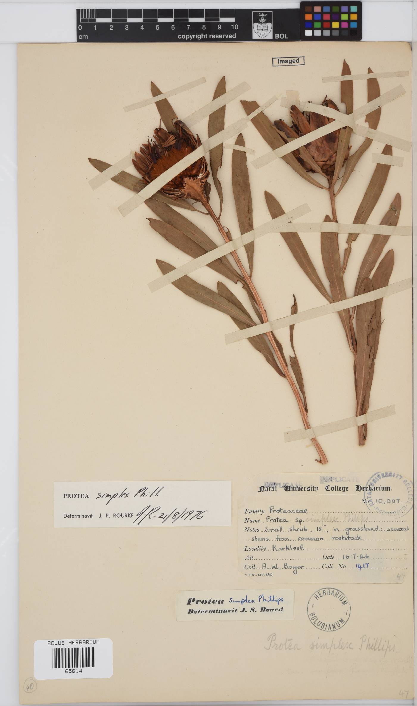 Protea simplex image