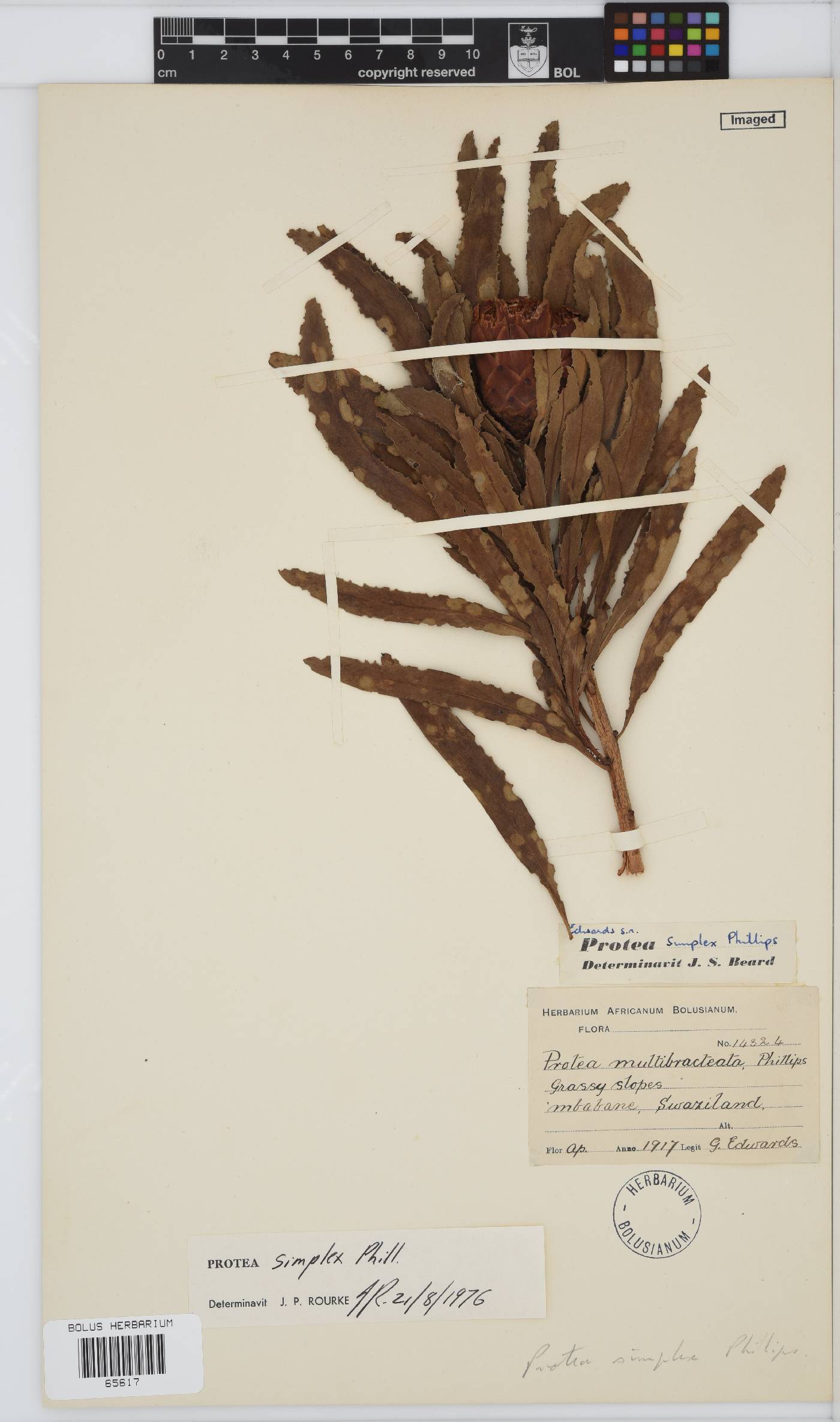 Protea simplex image