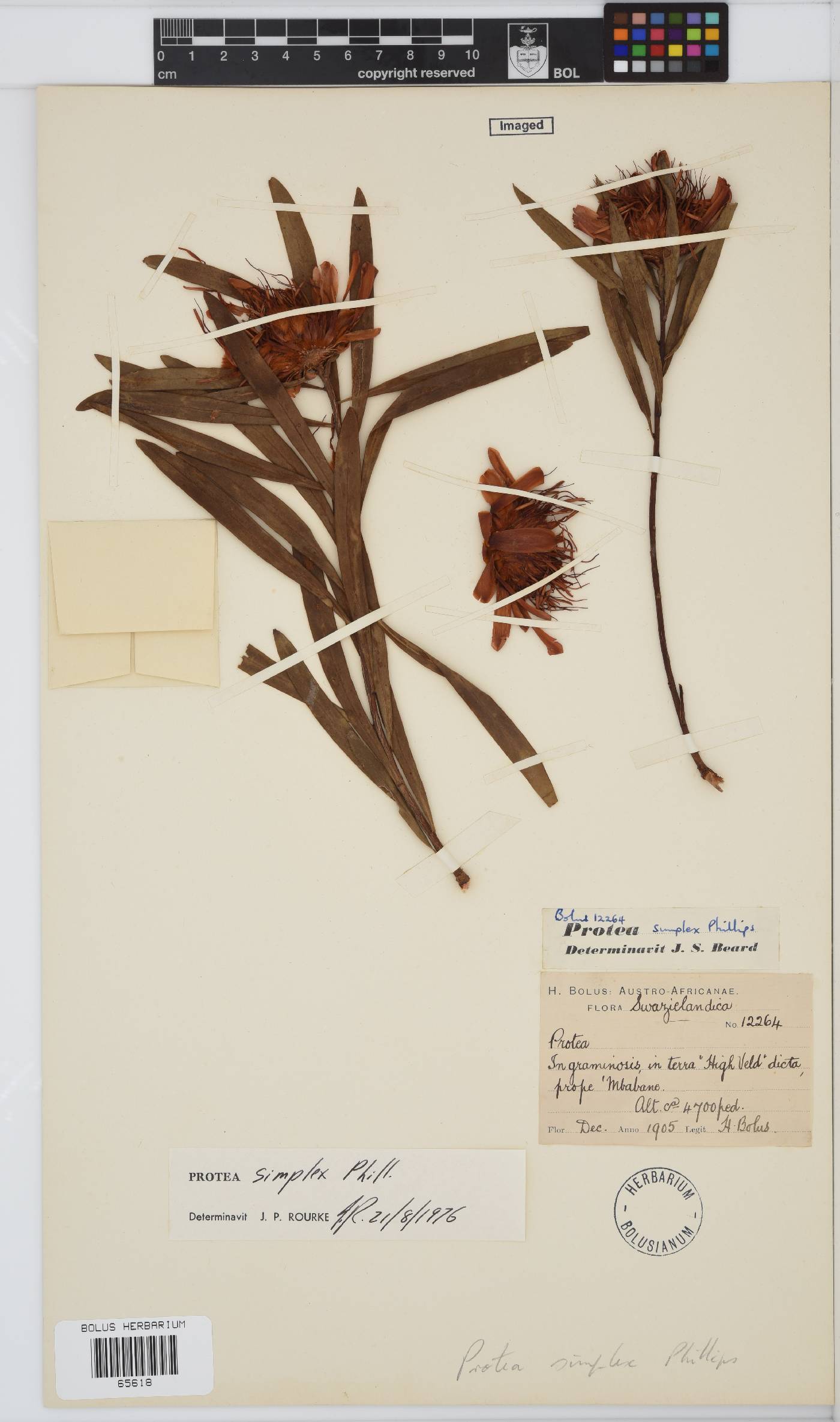 Protea simplex image