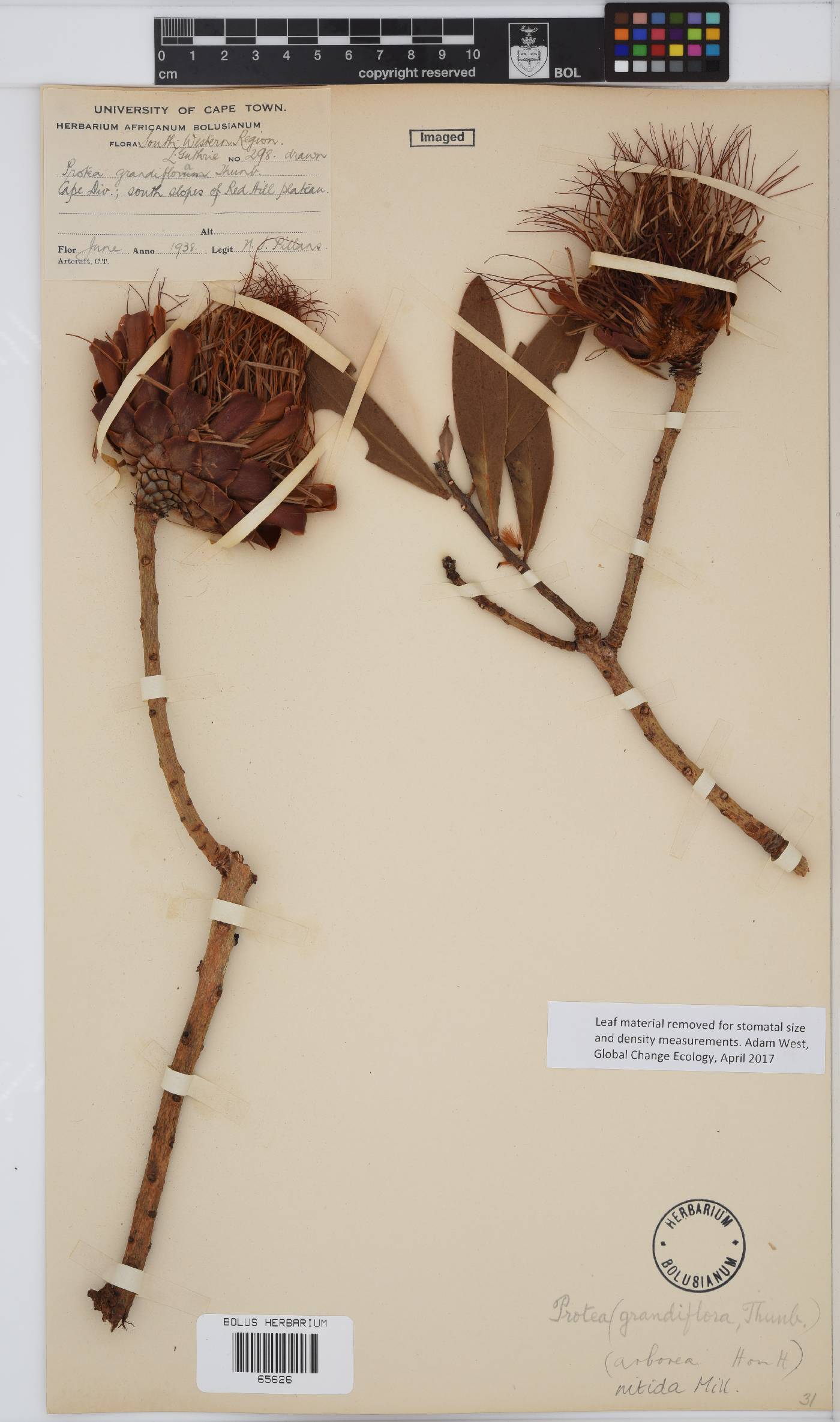 Protea nitida image