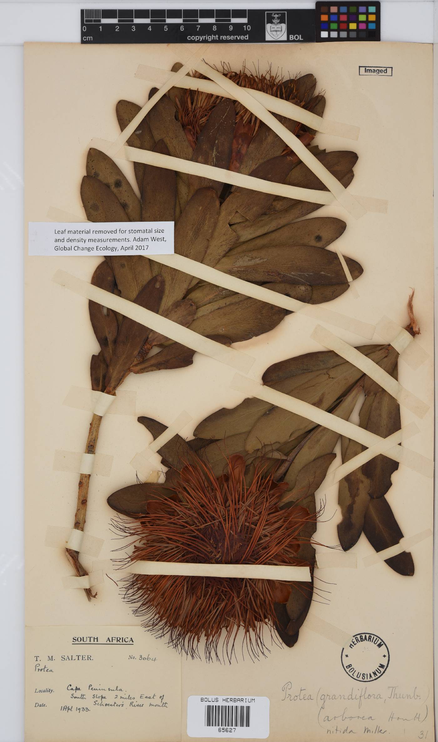 Protea nitida image