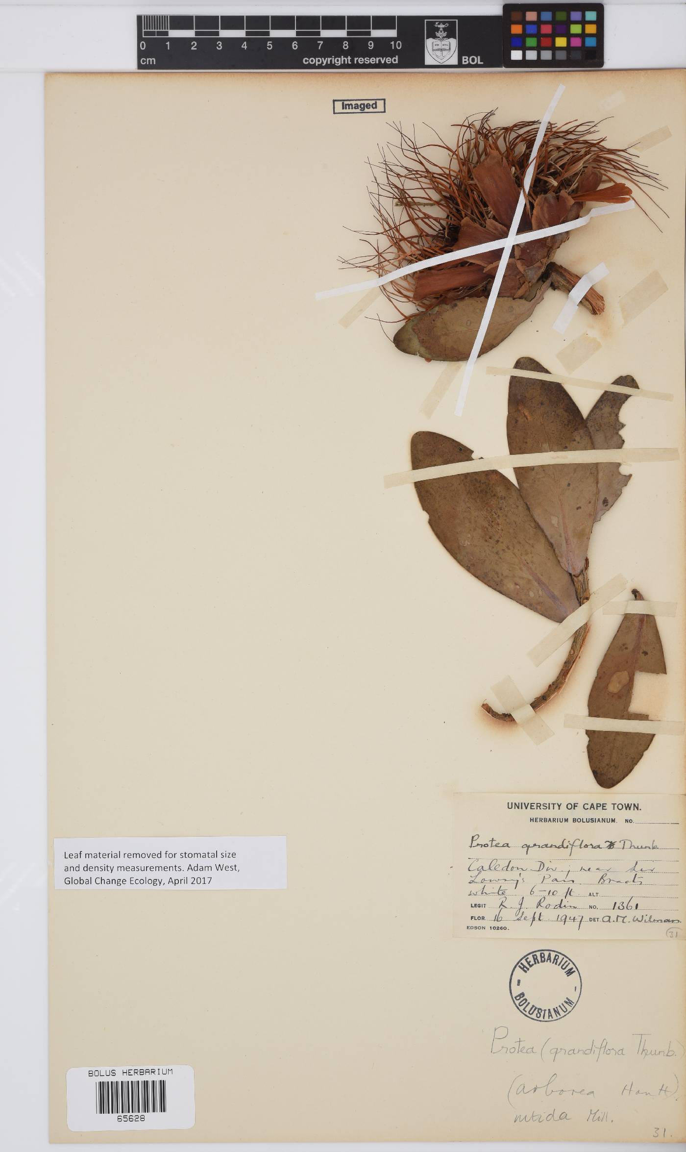 Protea nitida image