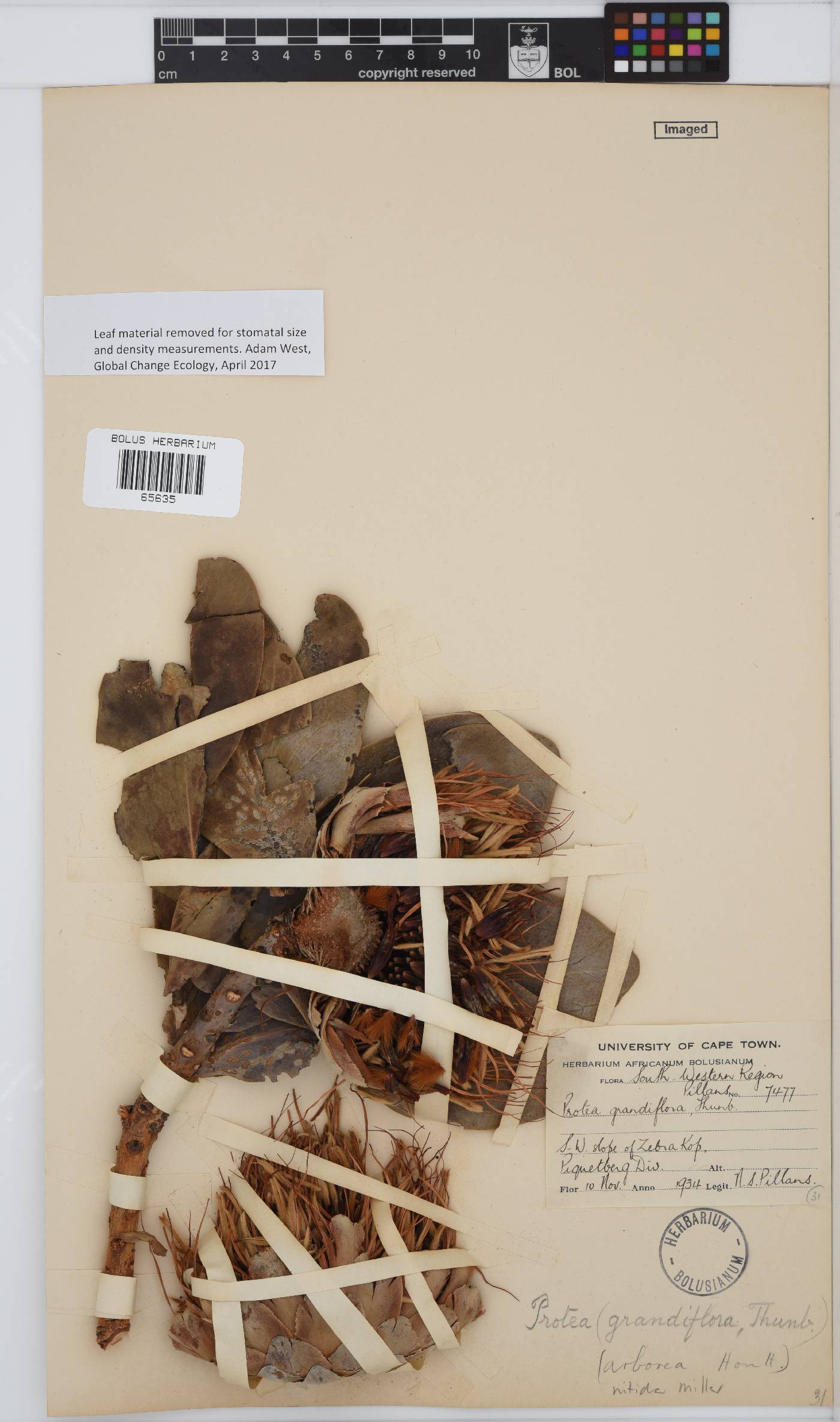 Protea nitida image