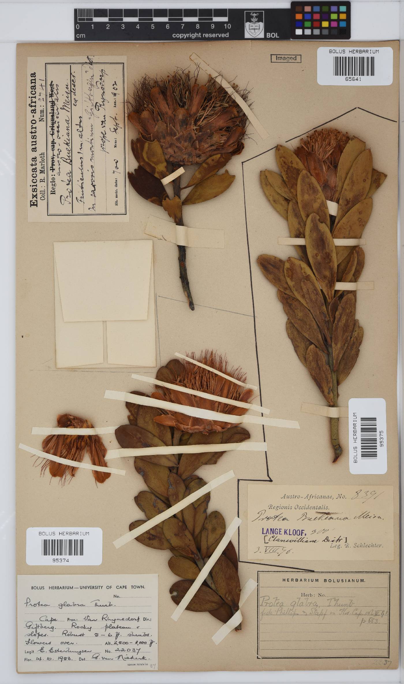 Protea glabra image