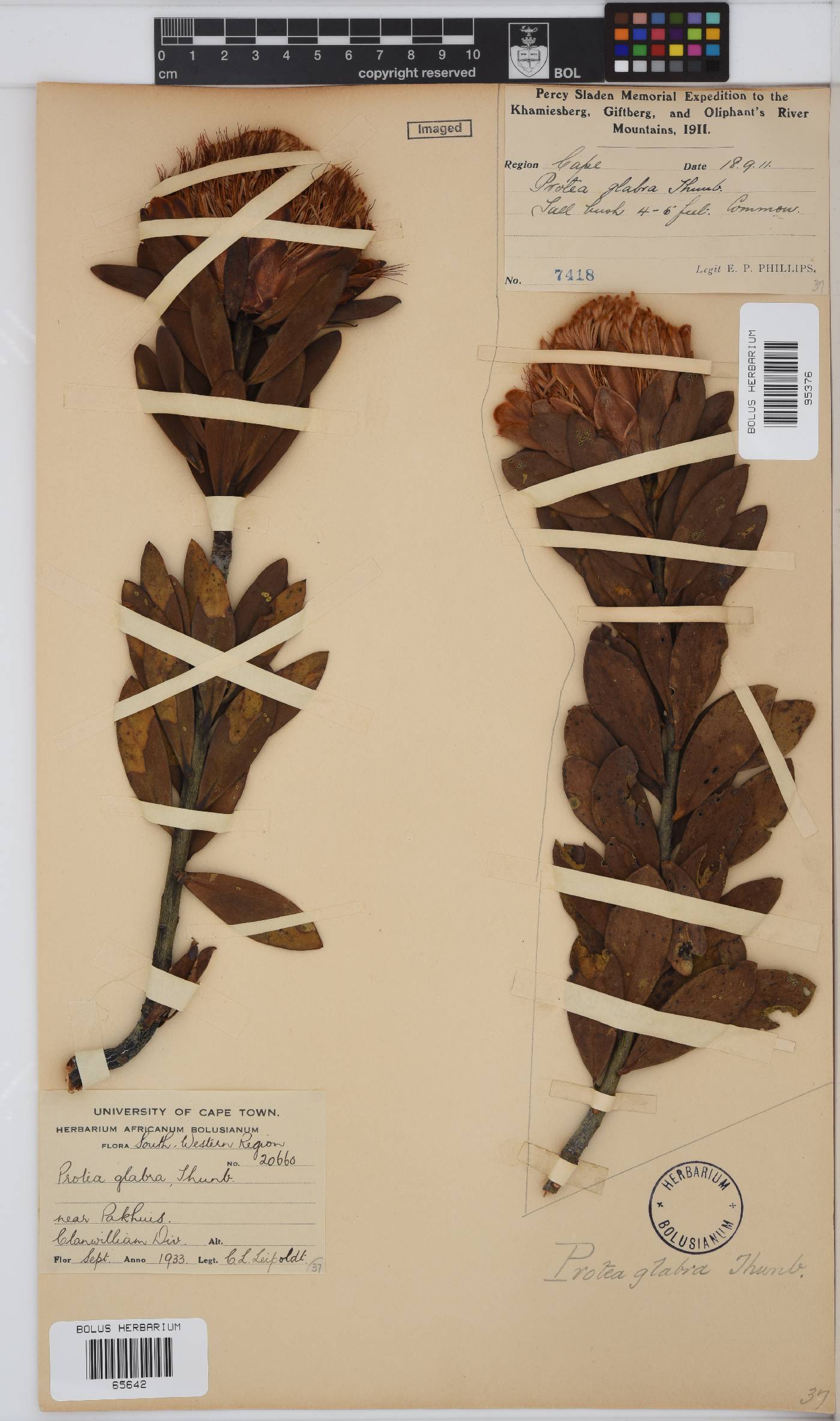 Protea glabra image
