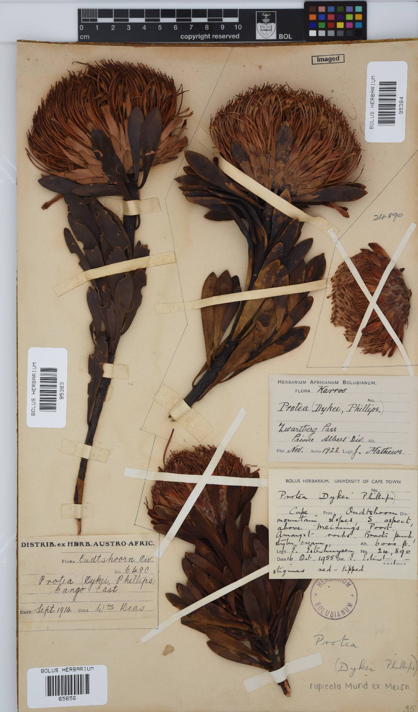 Protea rupicola image