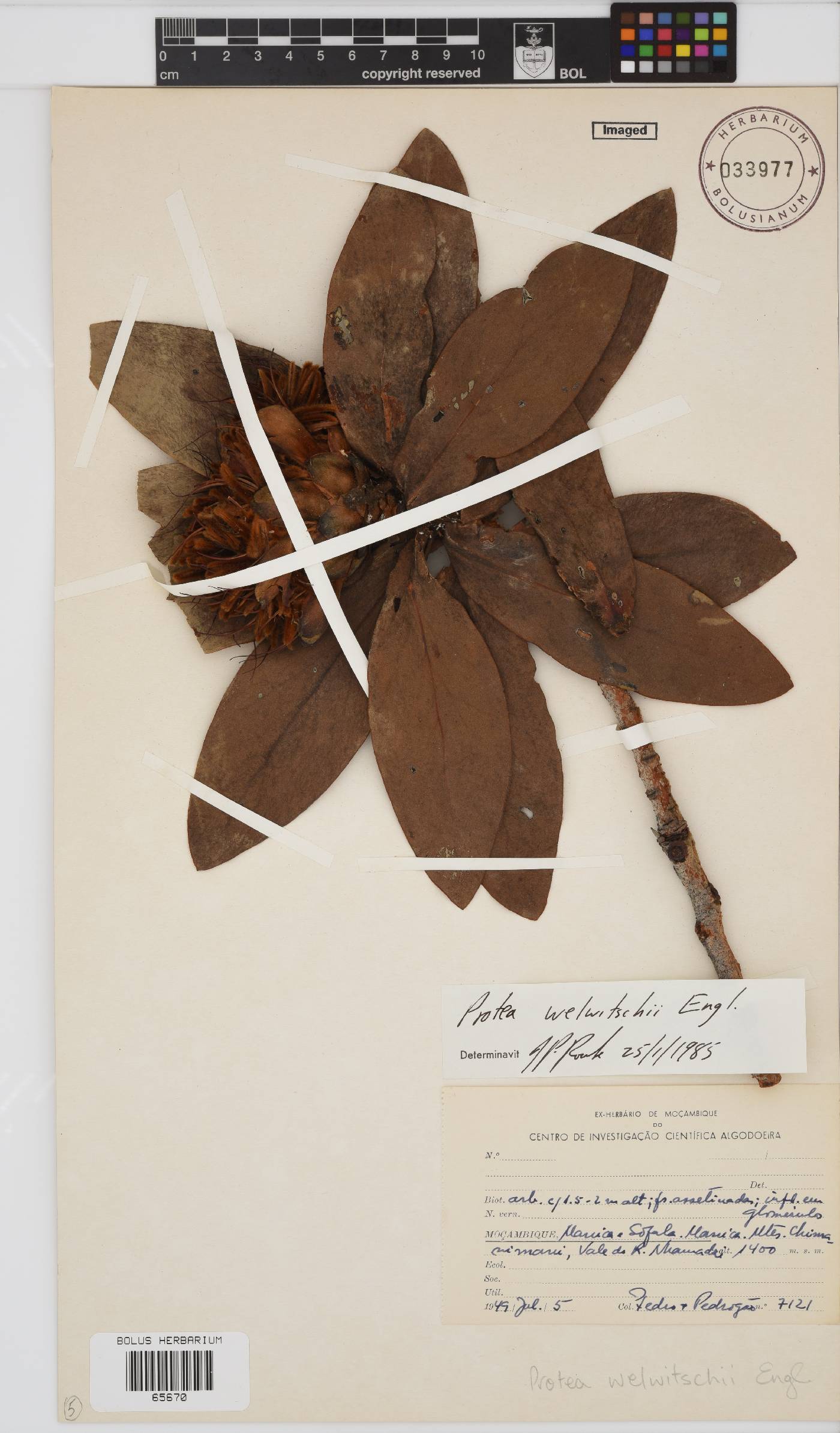 Protea welwitschii image