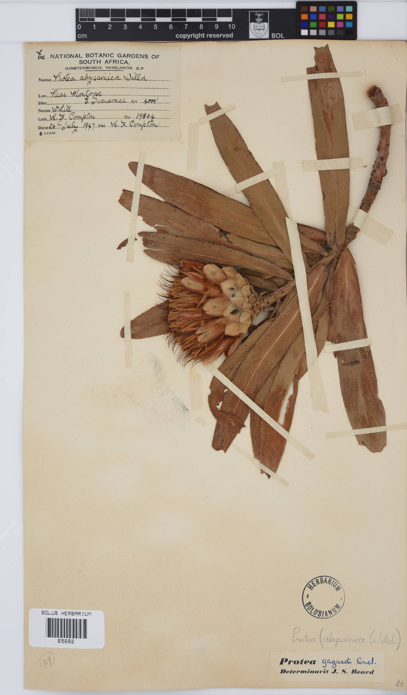 Protea gaguedi image