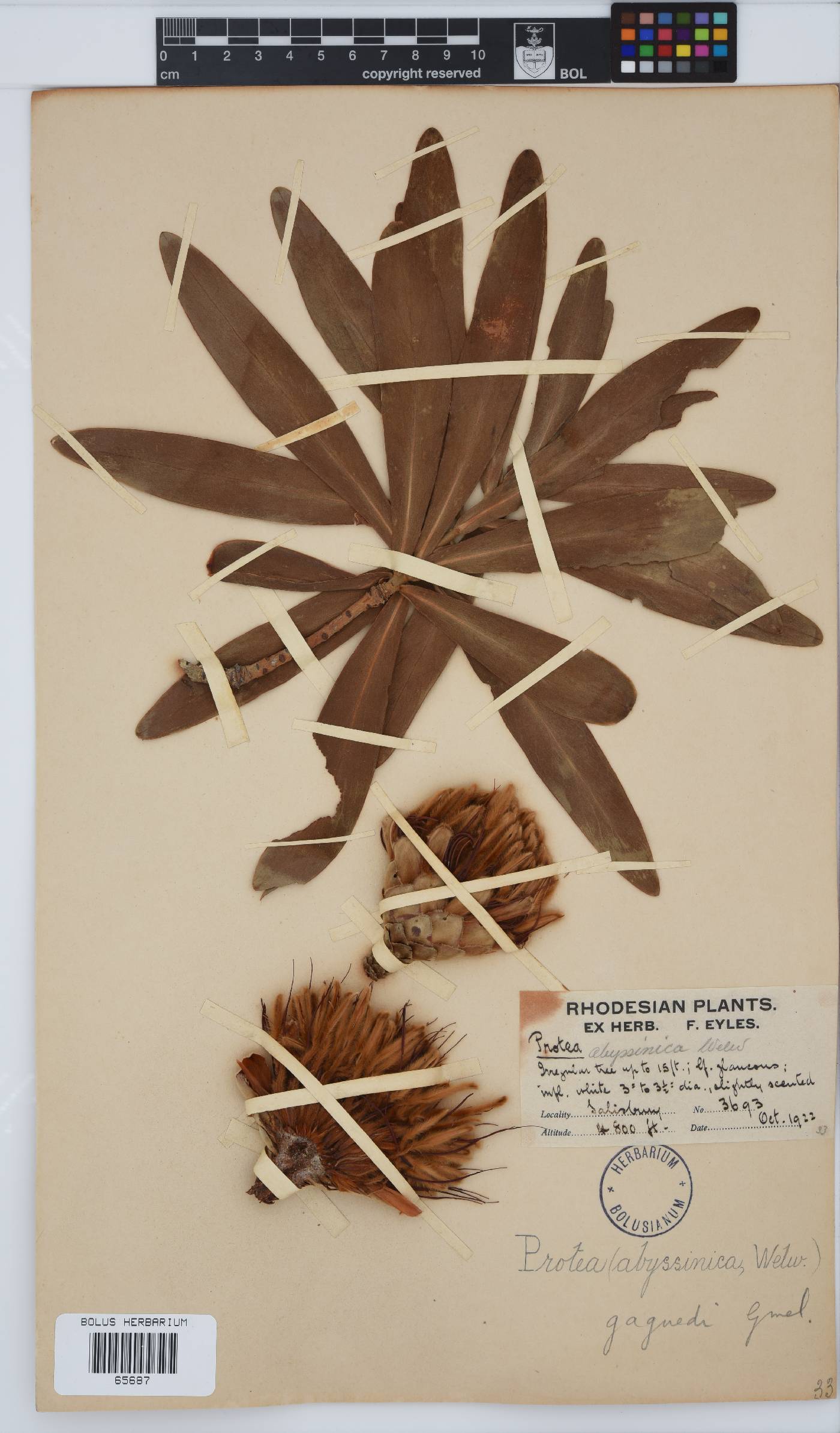 Protea gaguedi image