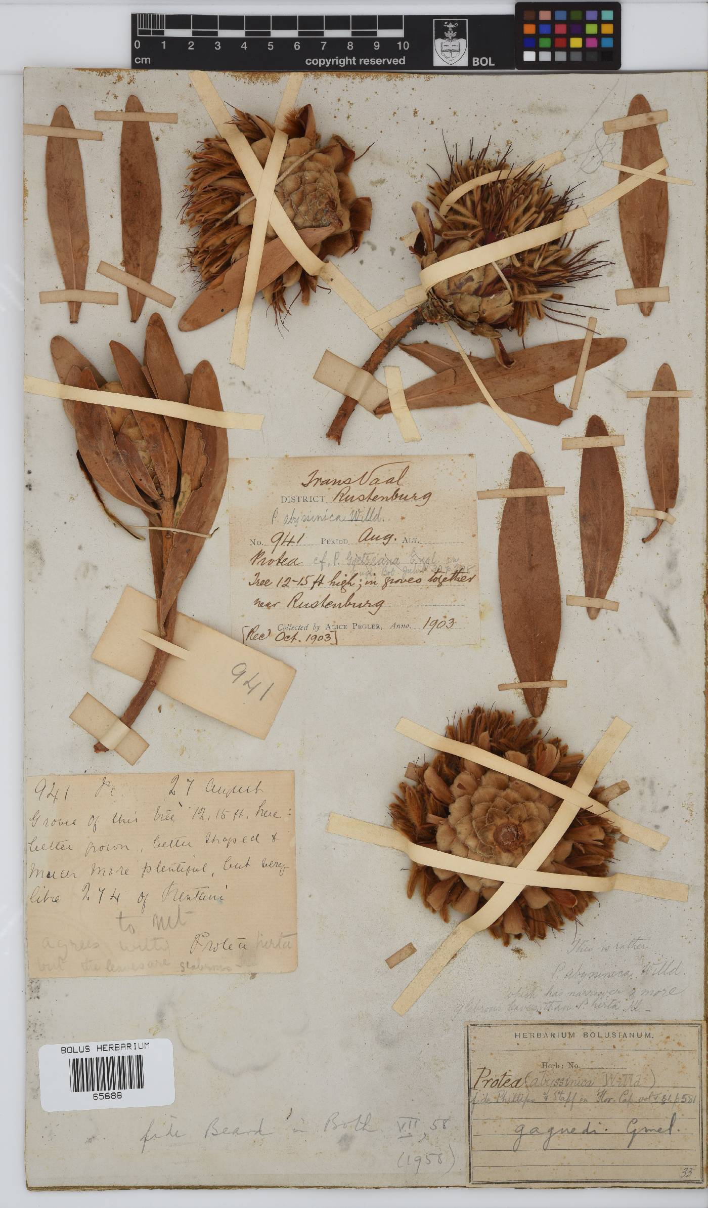 Protea gaguedi image