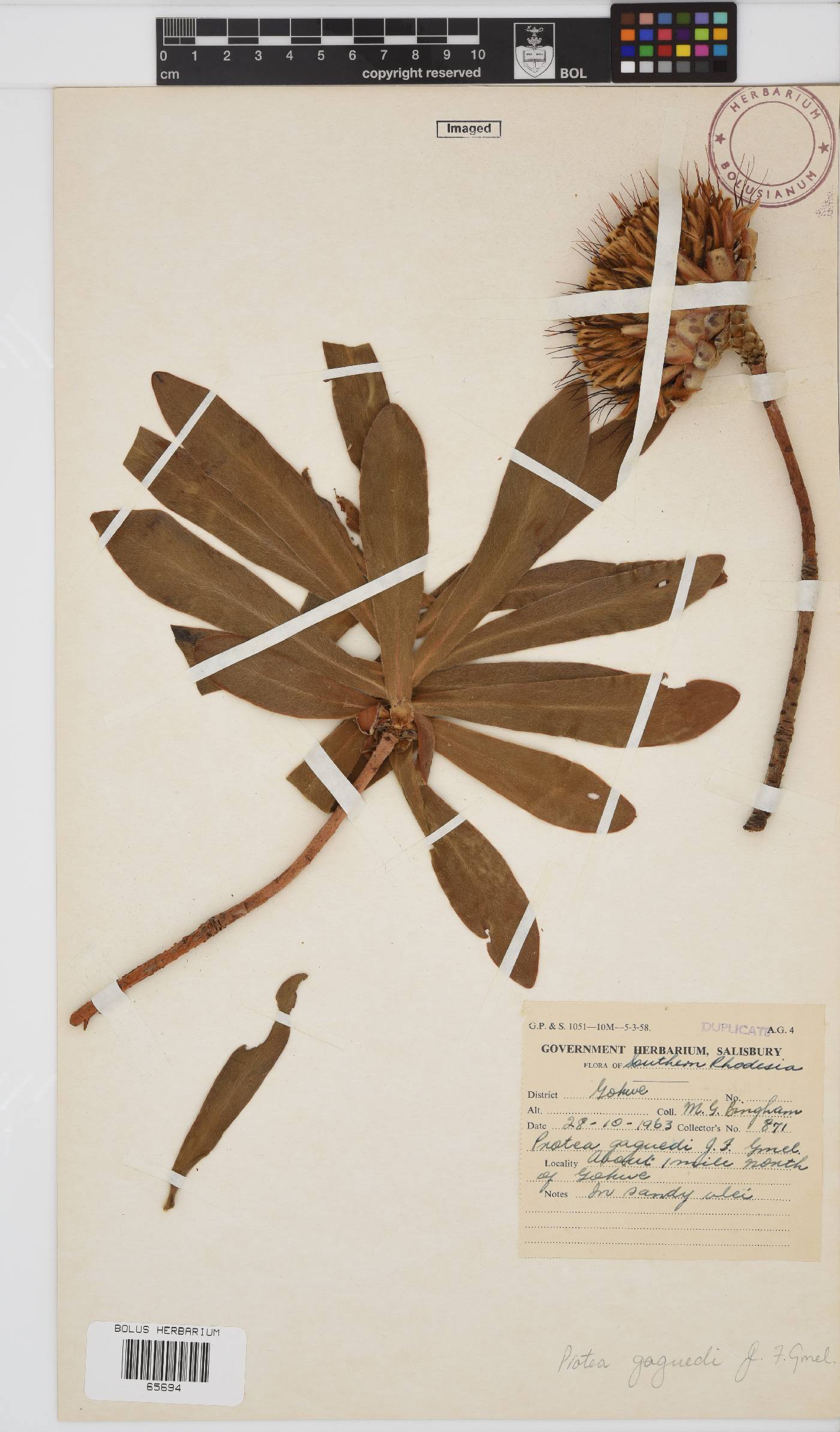 Protea gaguedi image