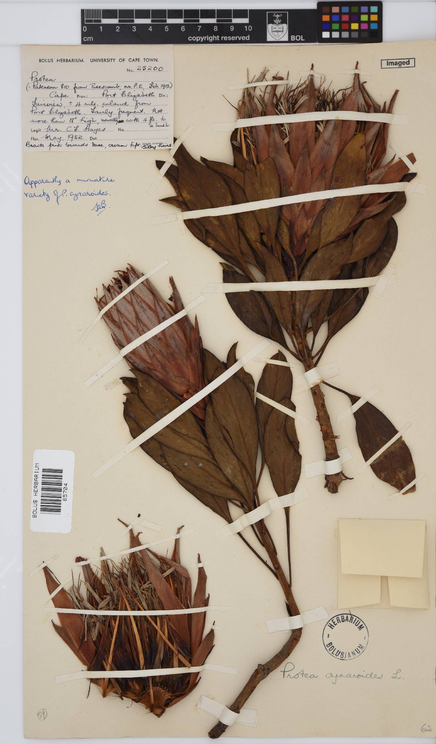 Protea cynaroides image