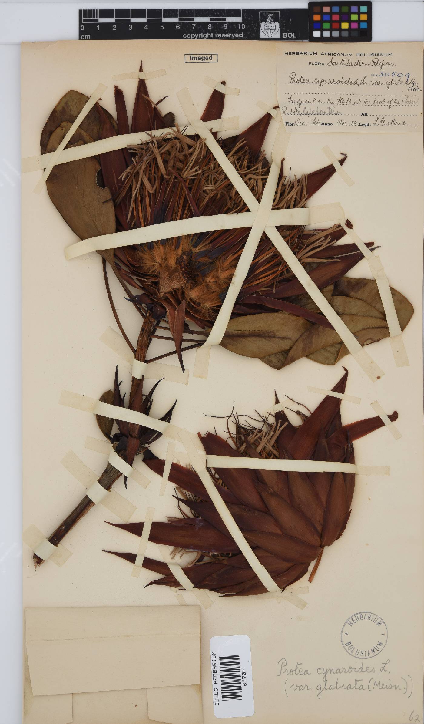 Protea cynaroides image