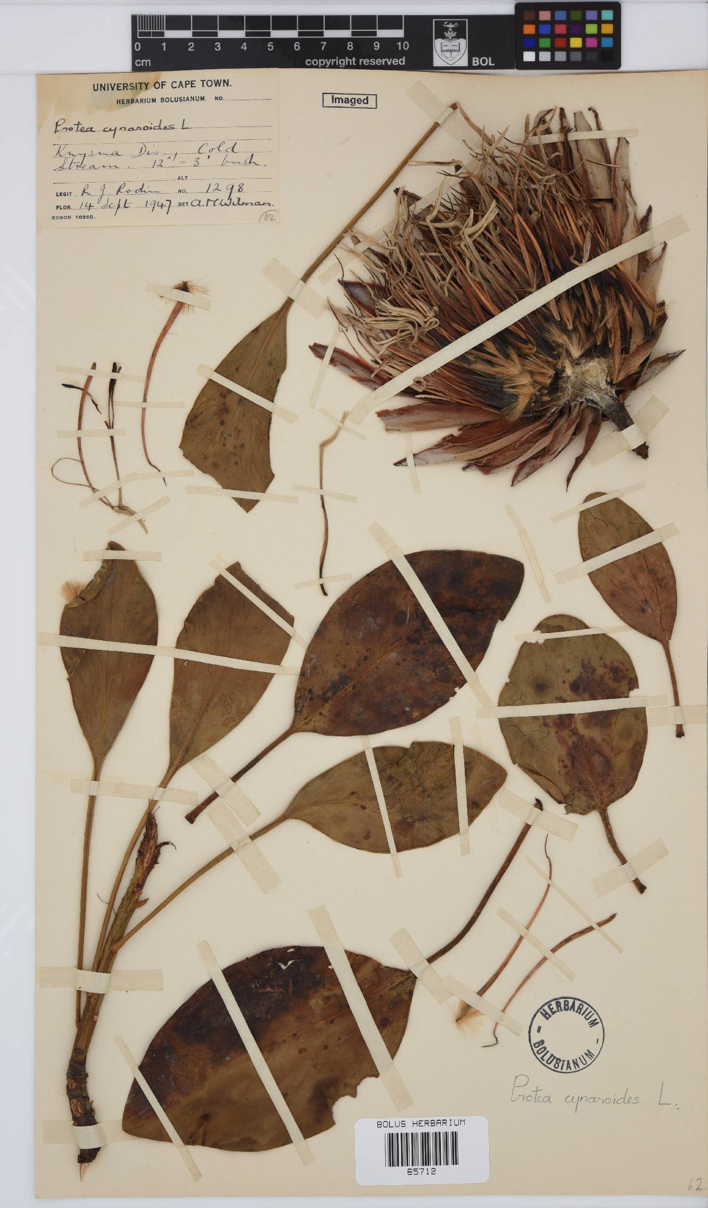 Protea cynaroides image