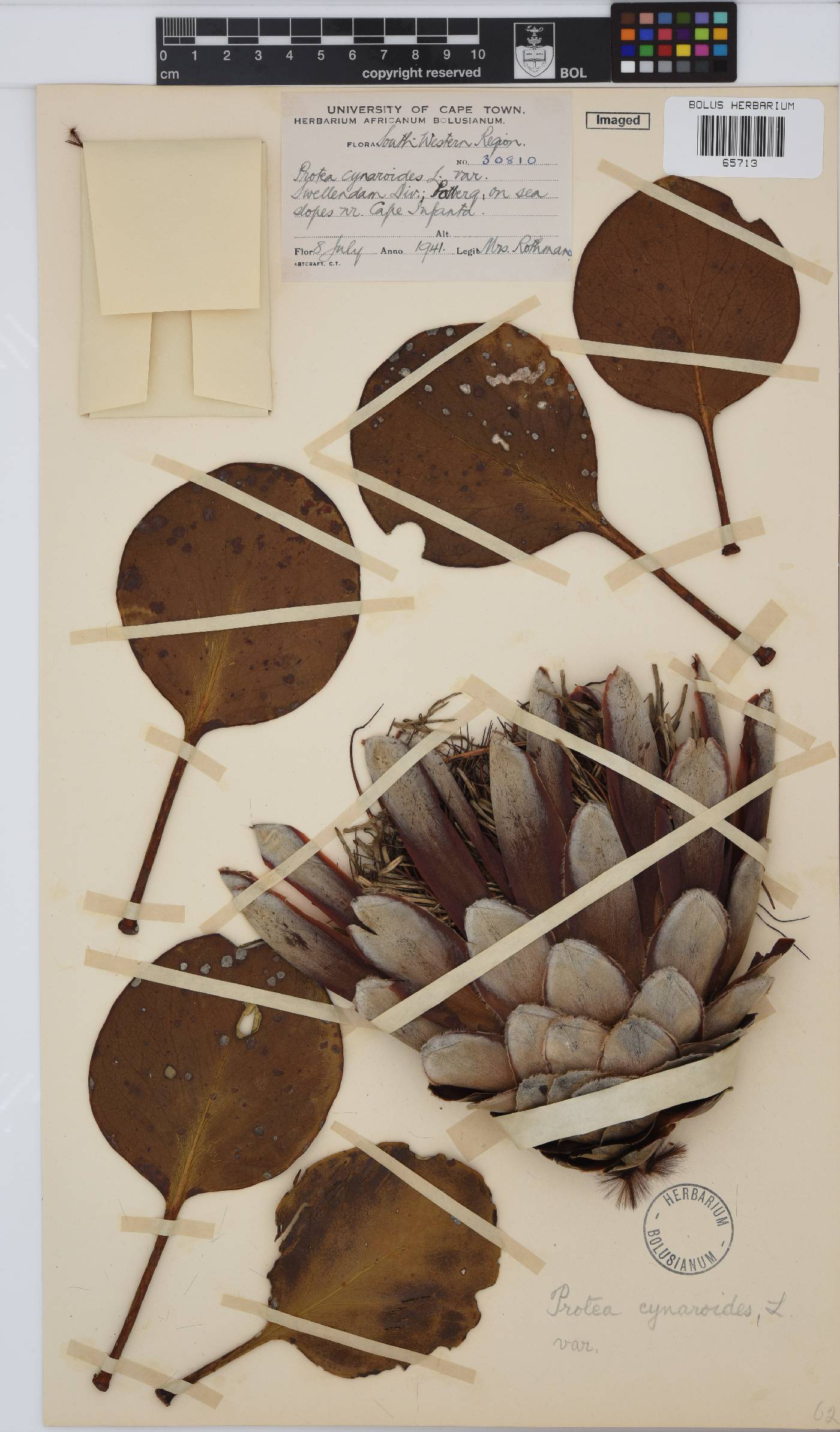 Protea cynaroides image