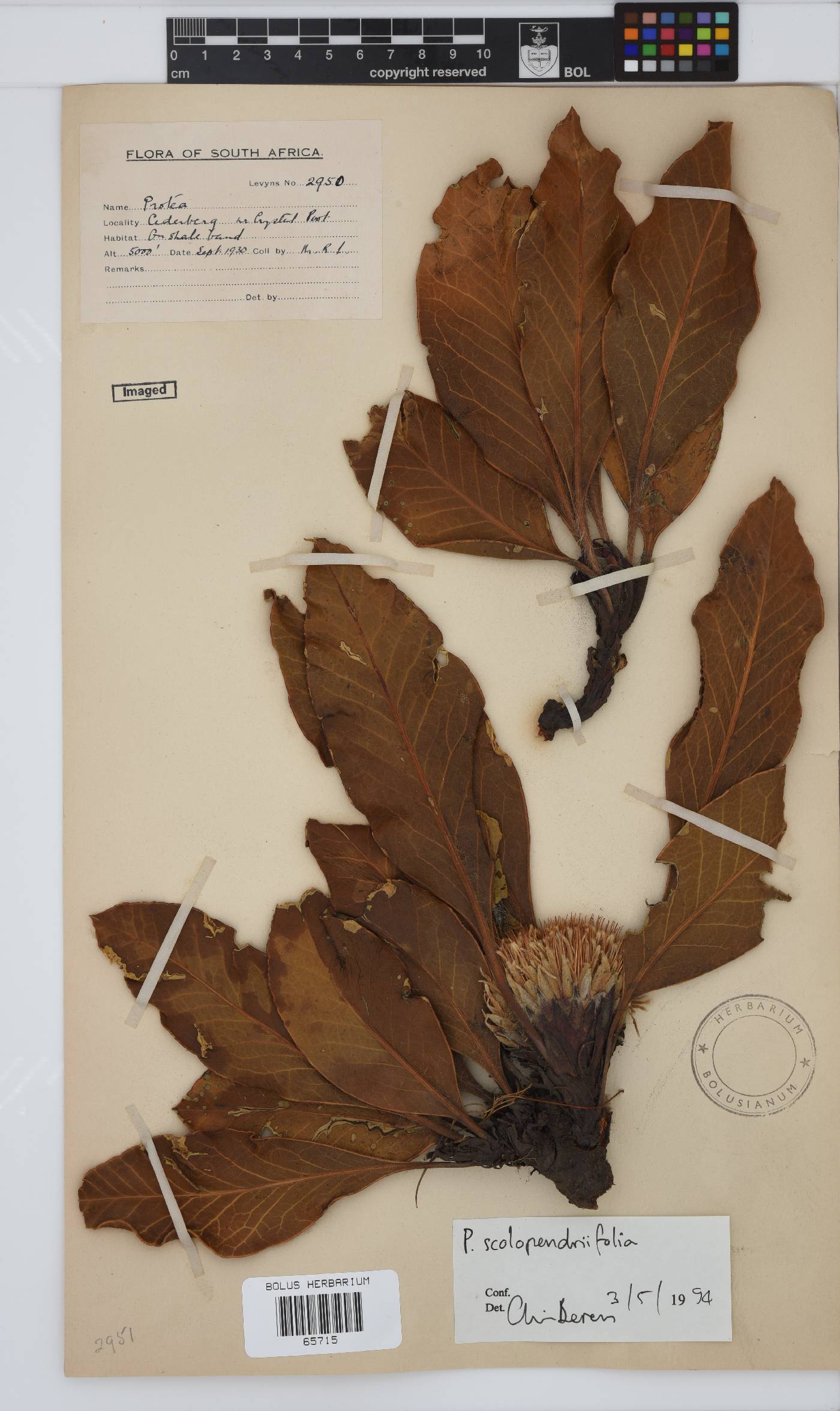 Protea scolopendriifolia image