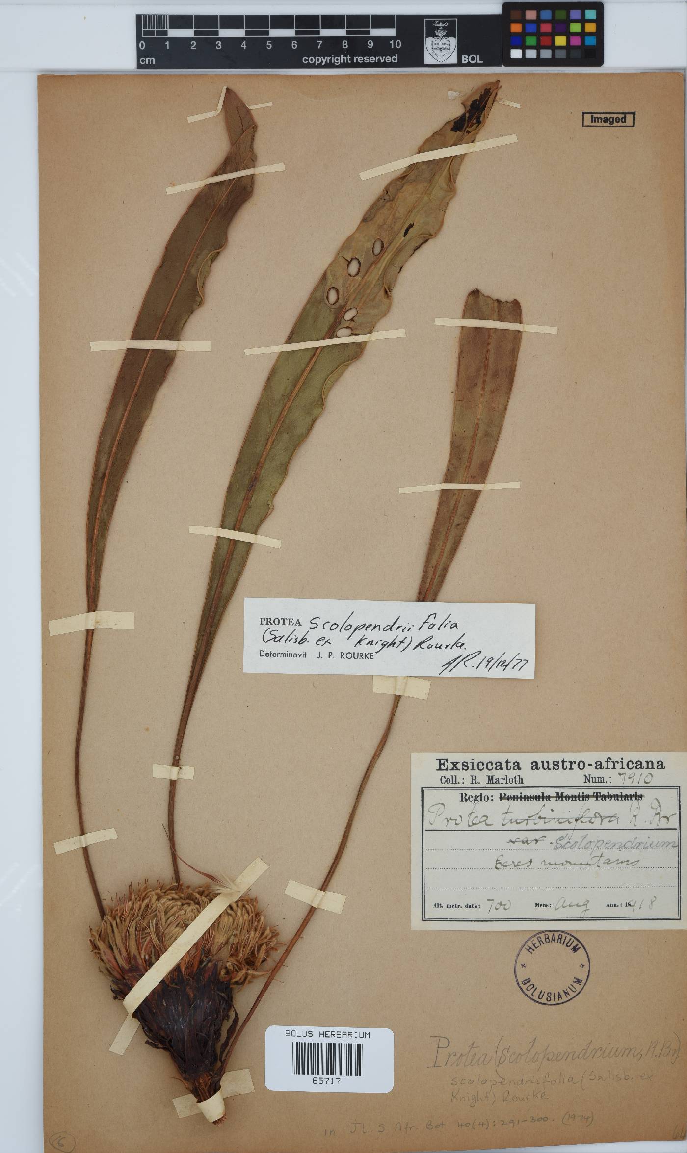 Protea scolopendriifolia image