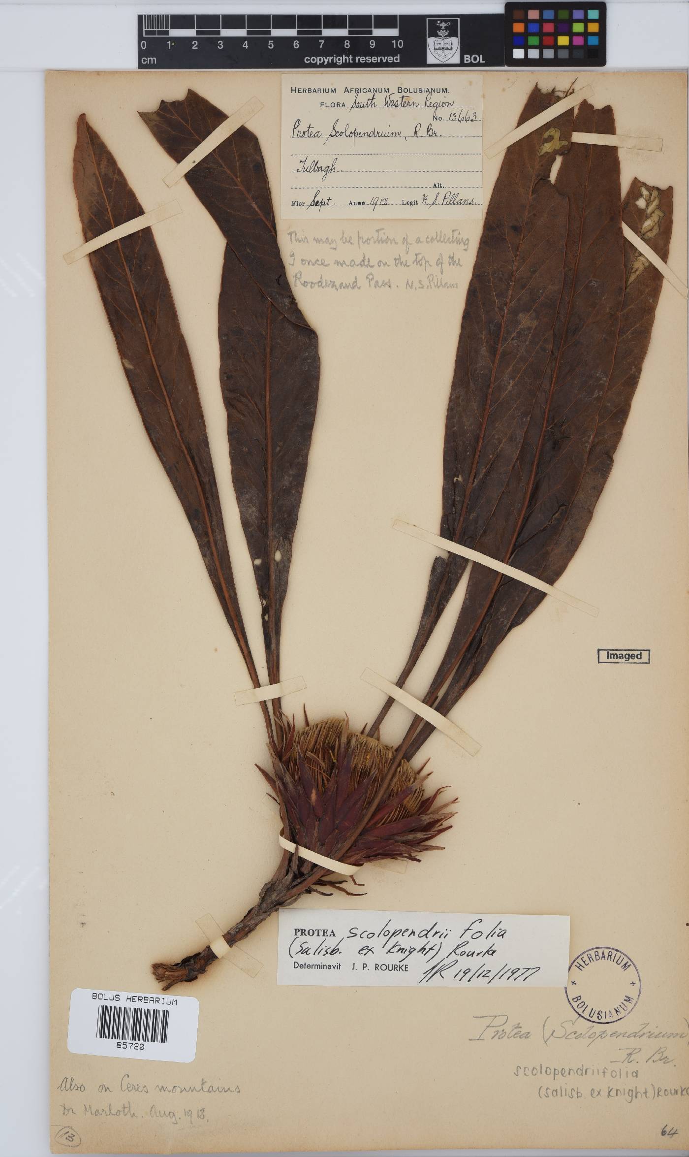 Protea scolopendriifolia image