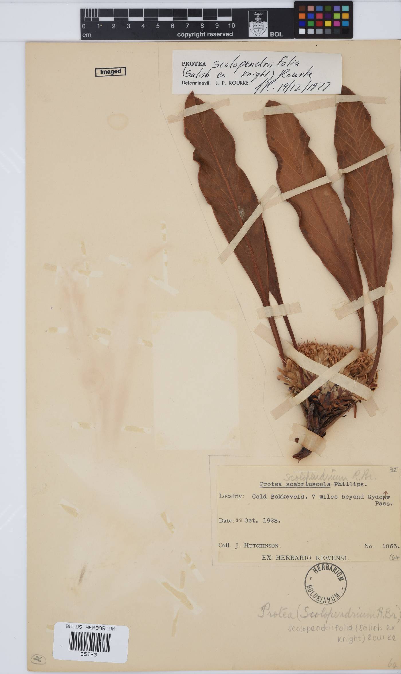 Protea scolopendriifolia image