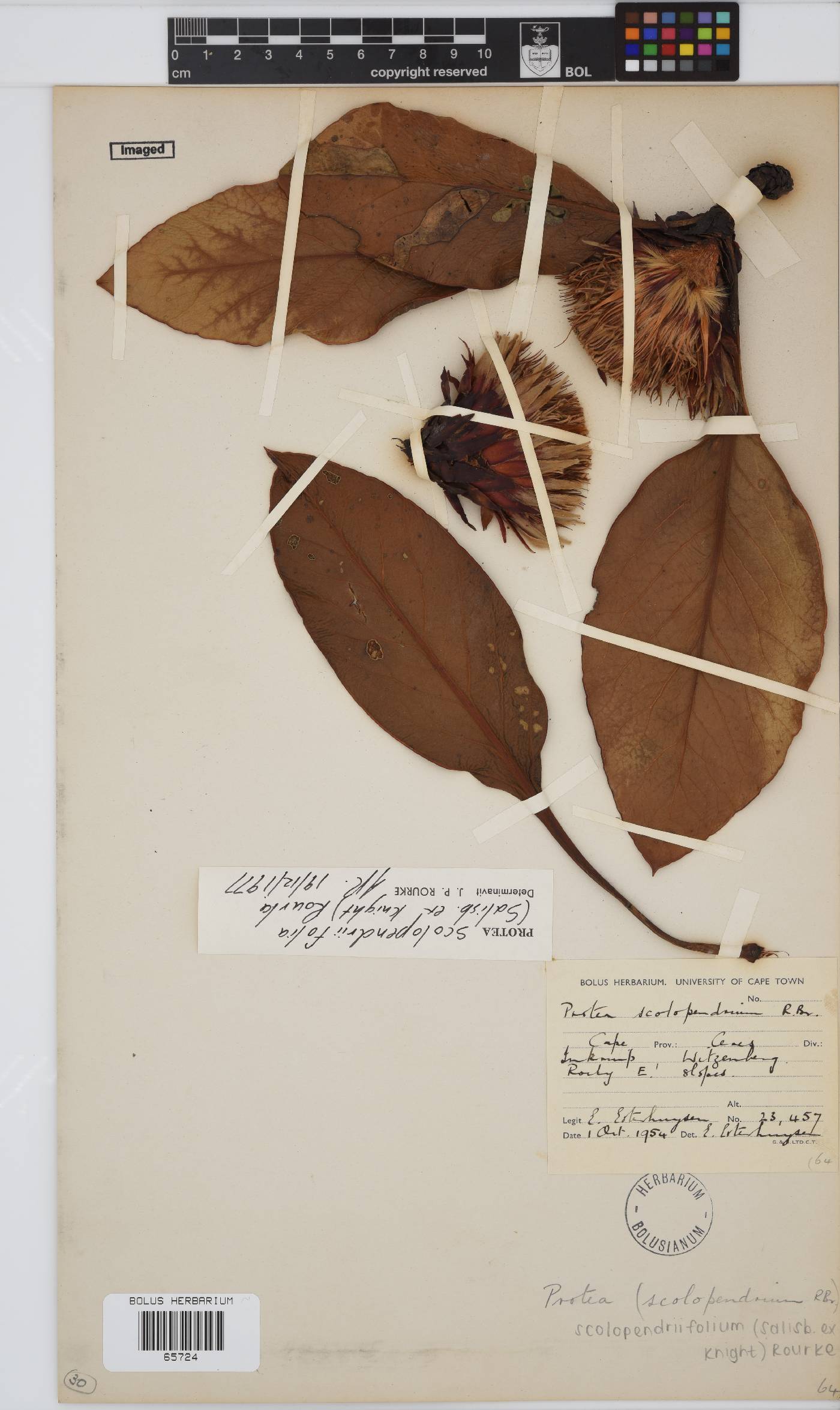 Protea scolopendriifolia image