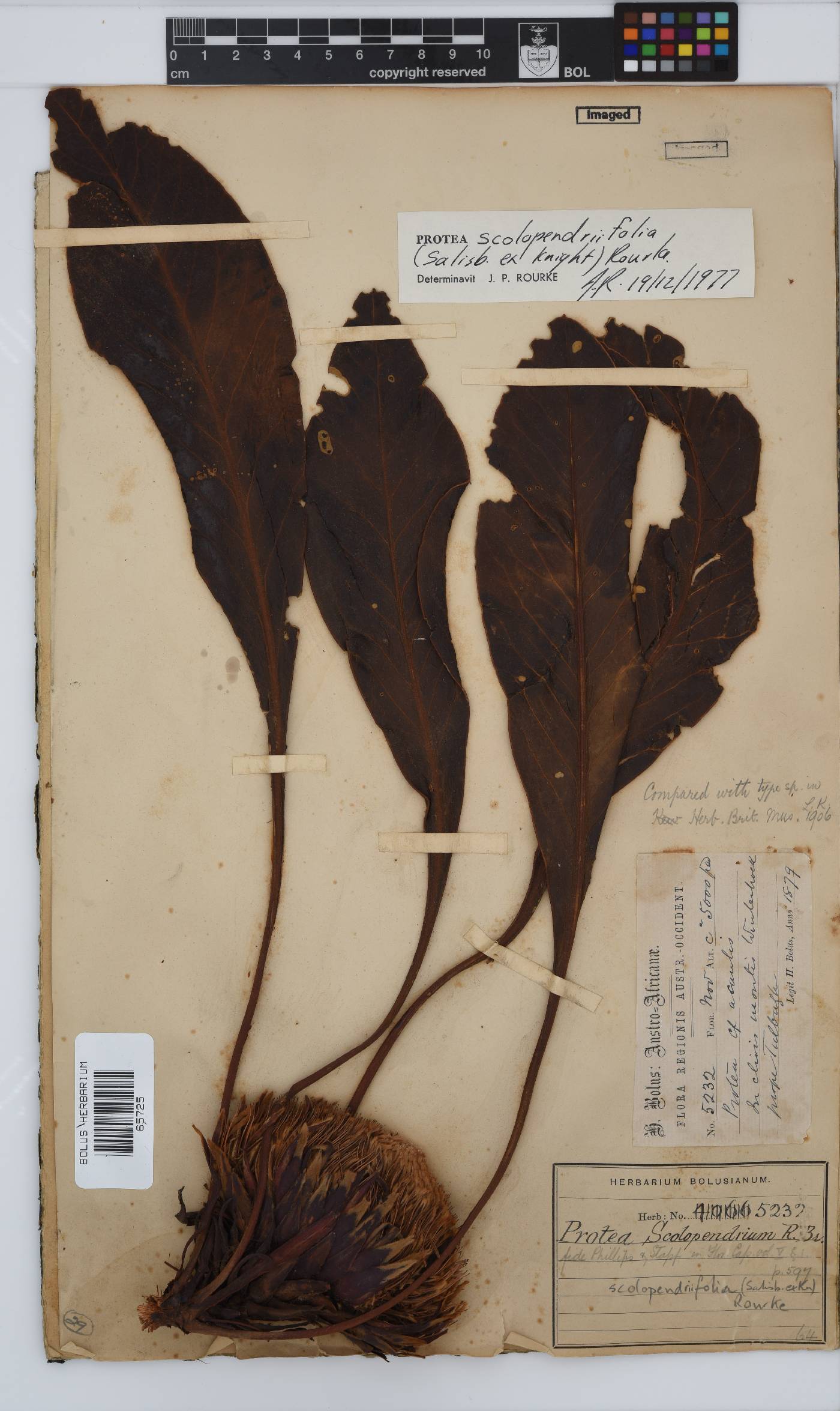 Protea scolopendriifolia image