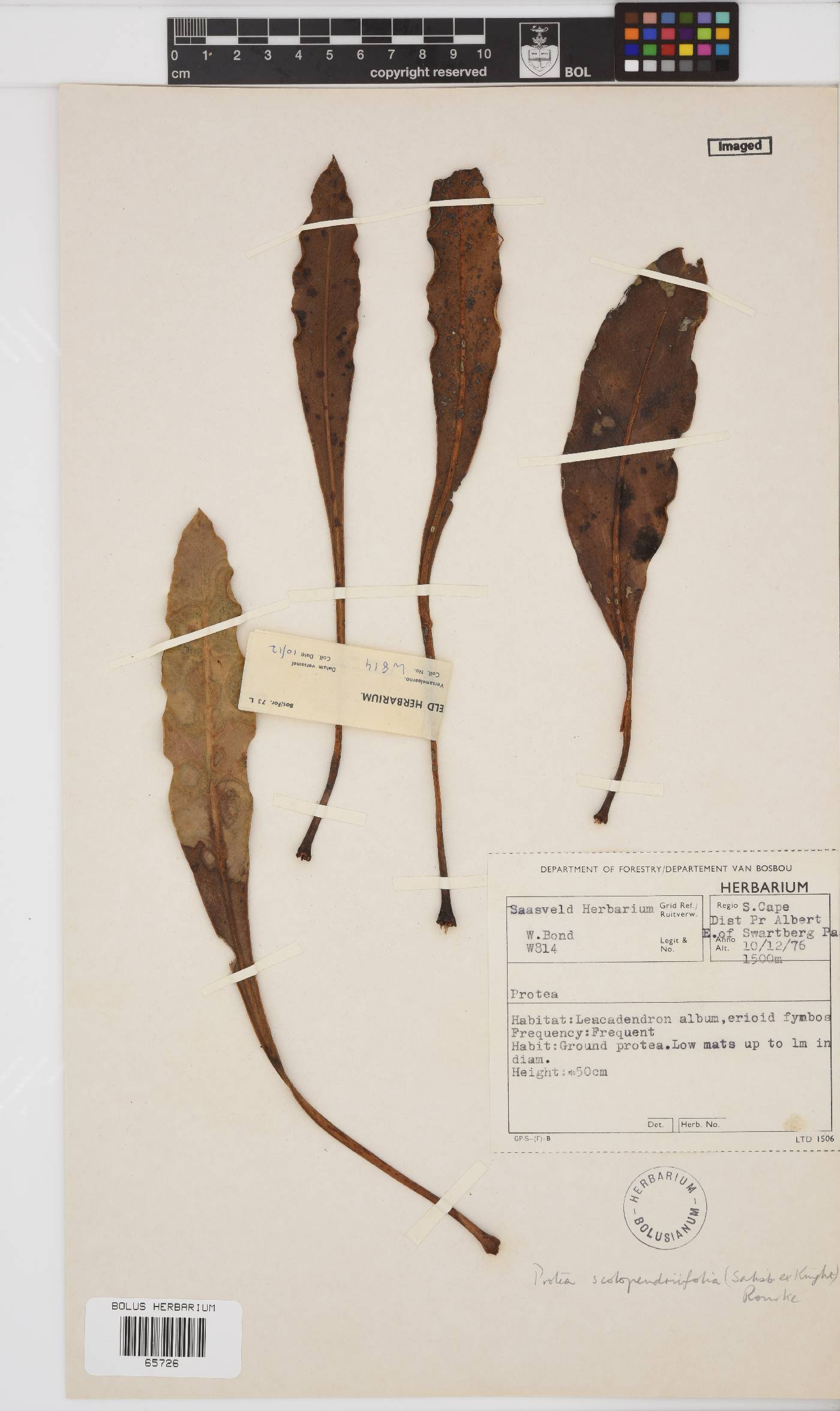 Protea scolopendriifolia image