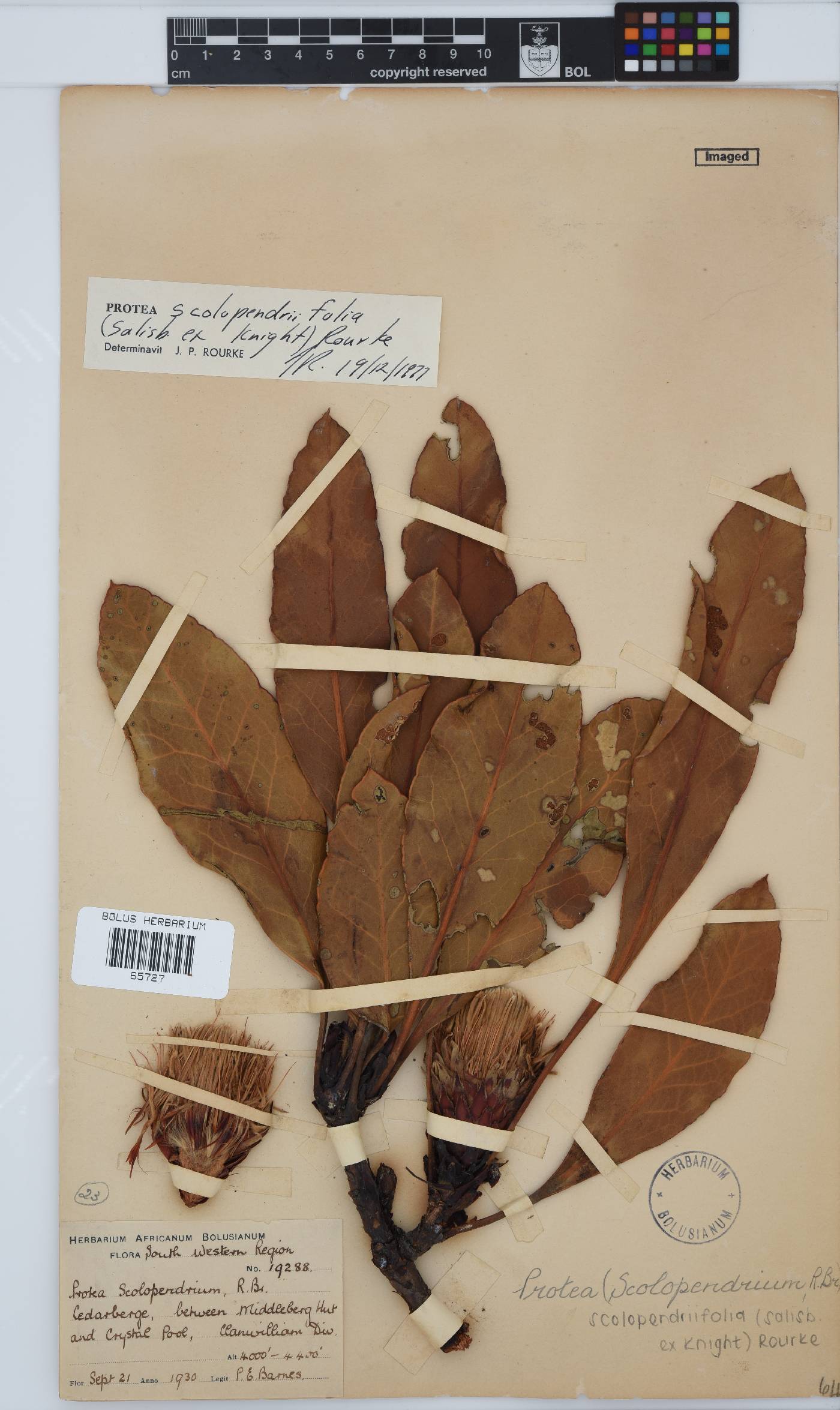 Protea scolopendriifolia image