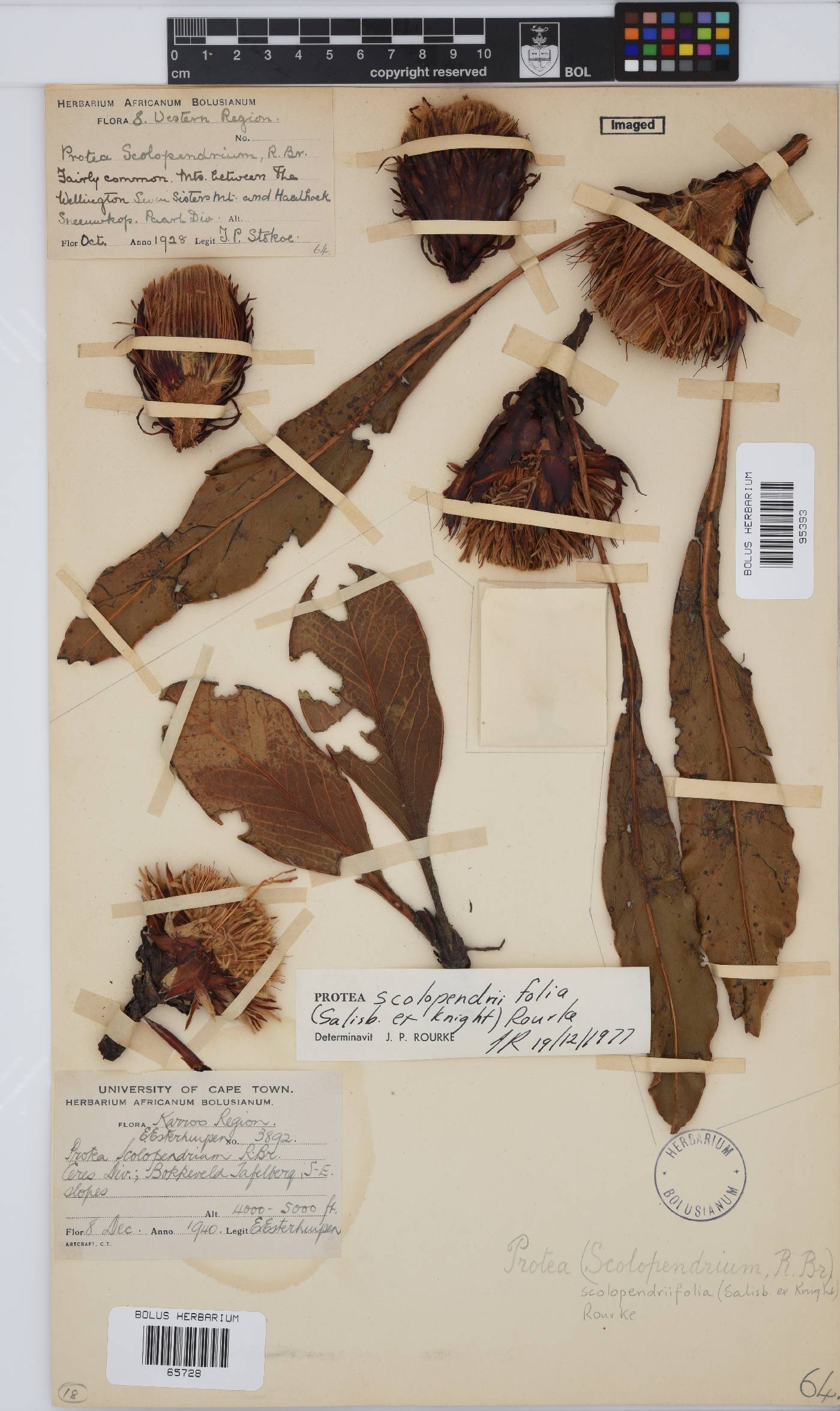 Protea scolopendriifolia image