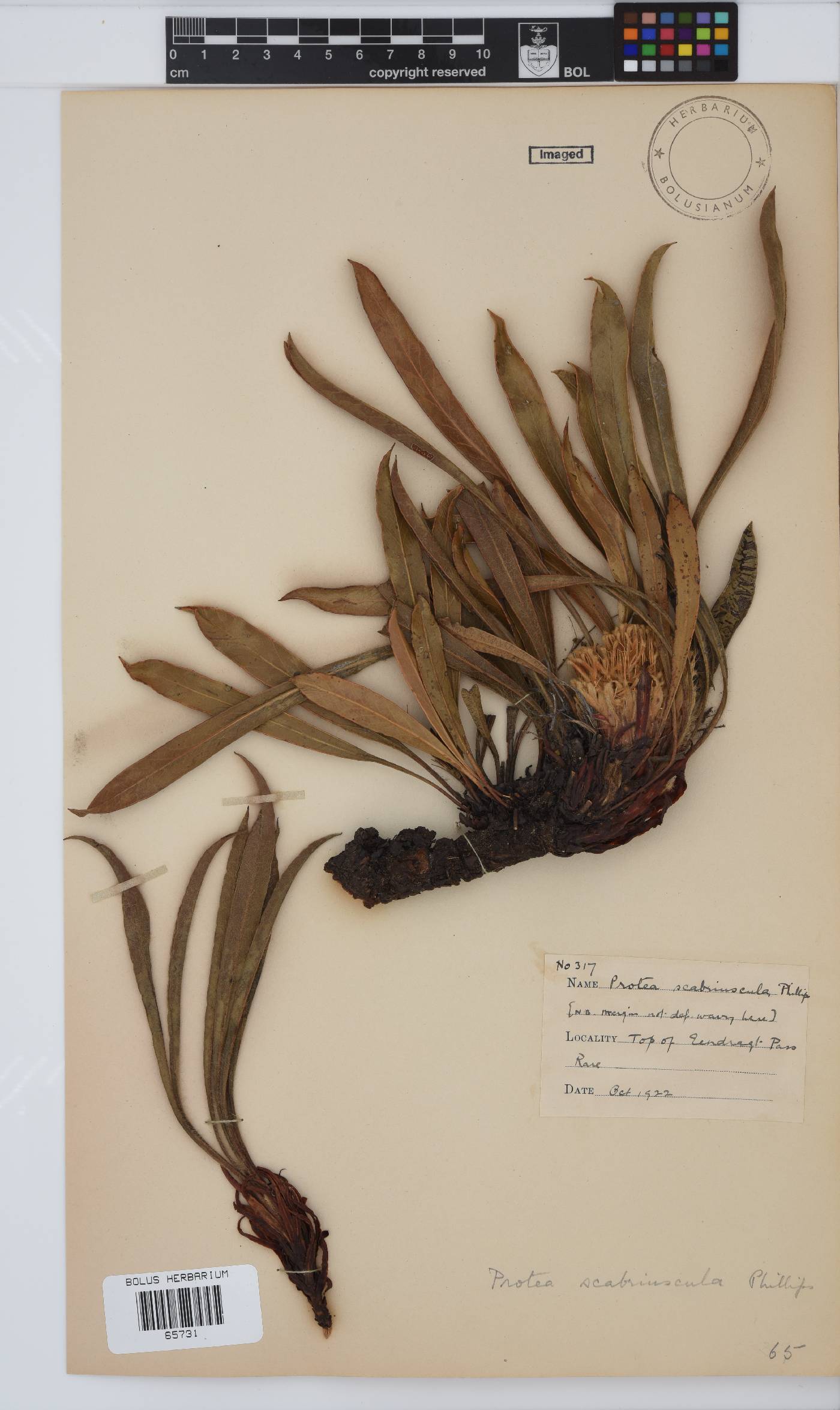 Protea scabriuscula image