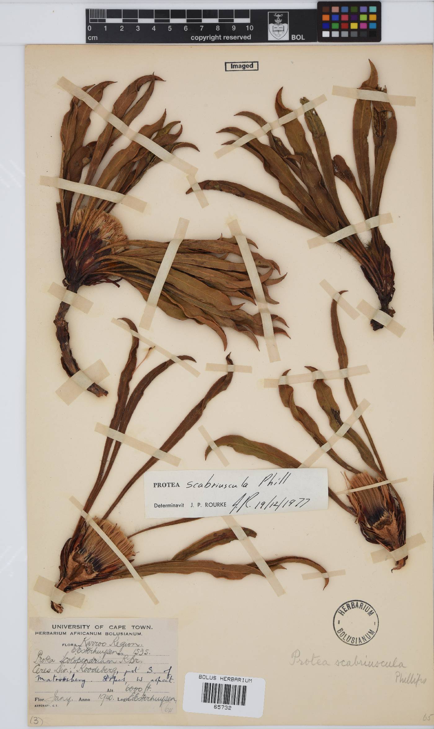 Protea scabriuscula image