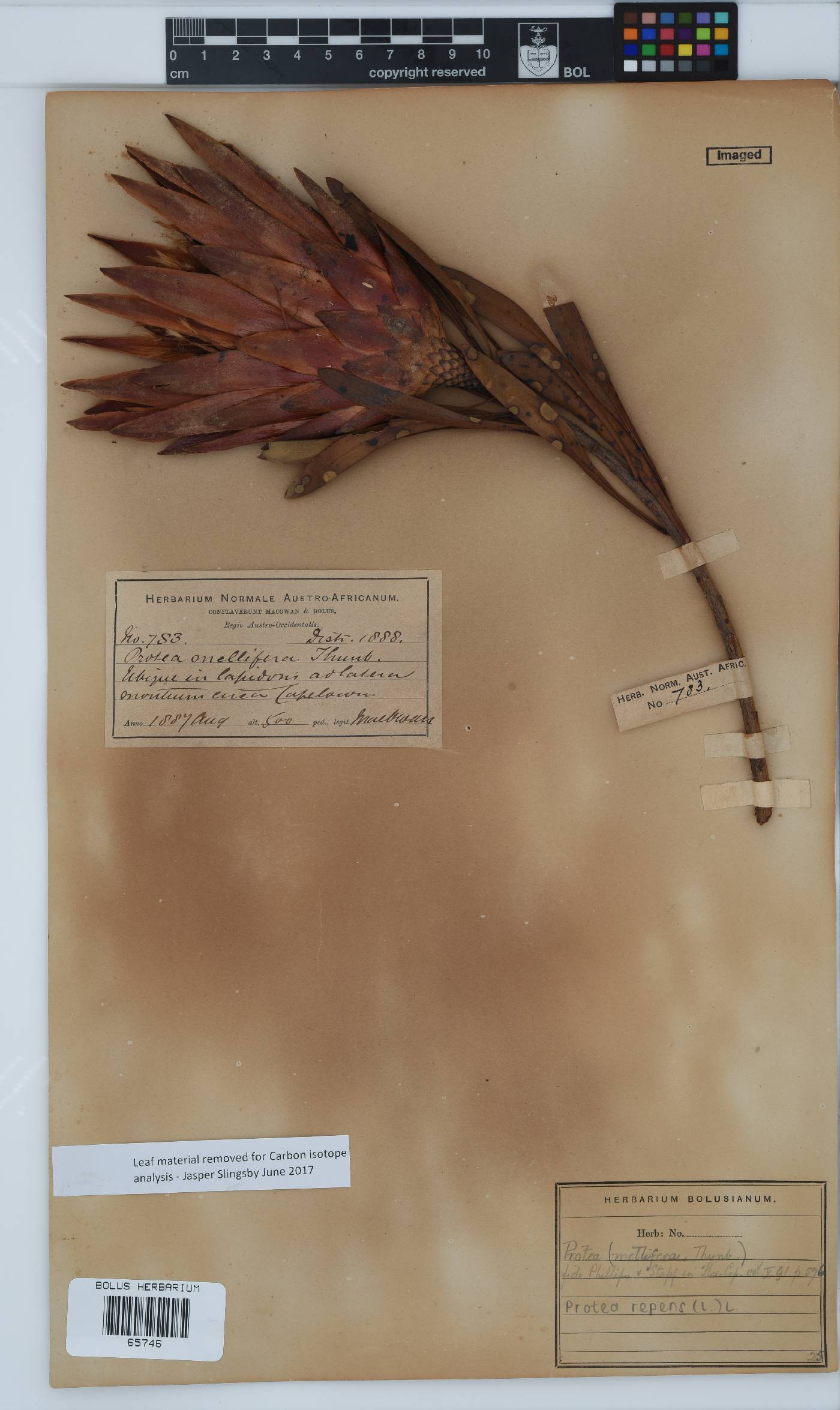 Protea repens image