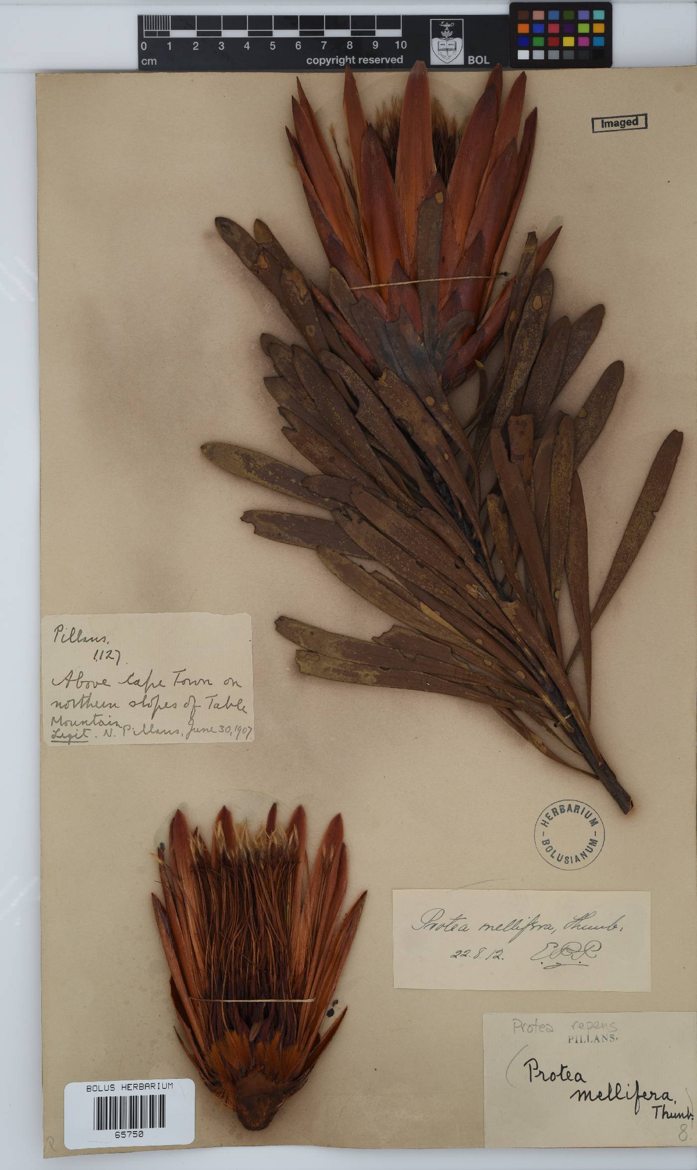 Protea repens image