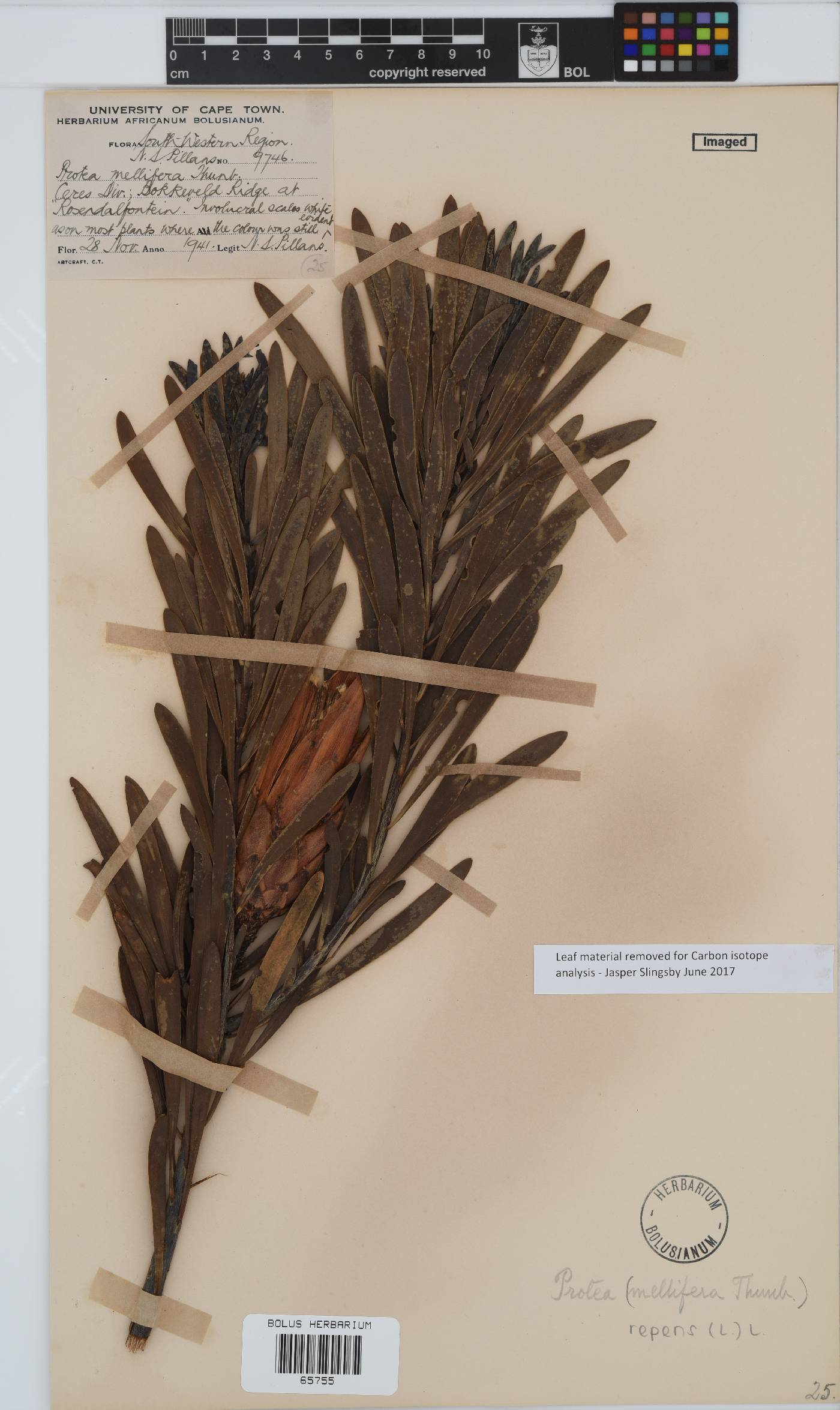 Protea repens image