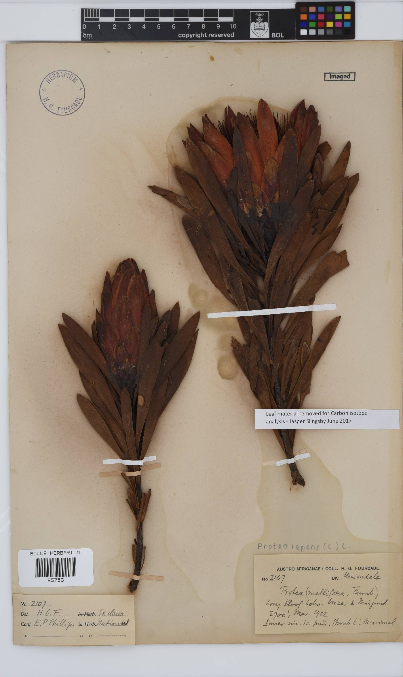 Protea repens image