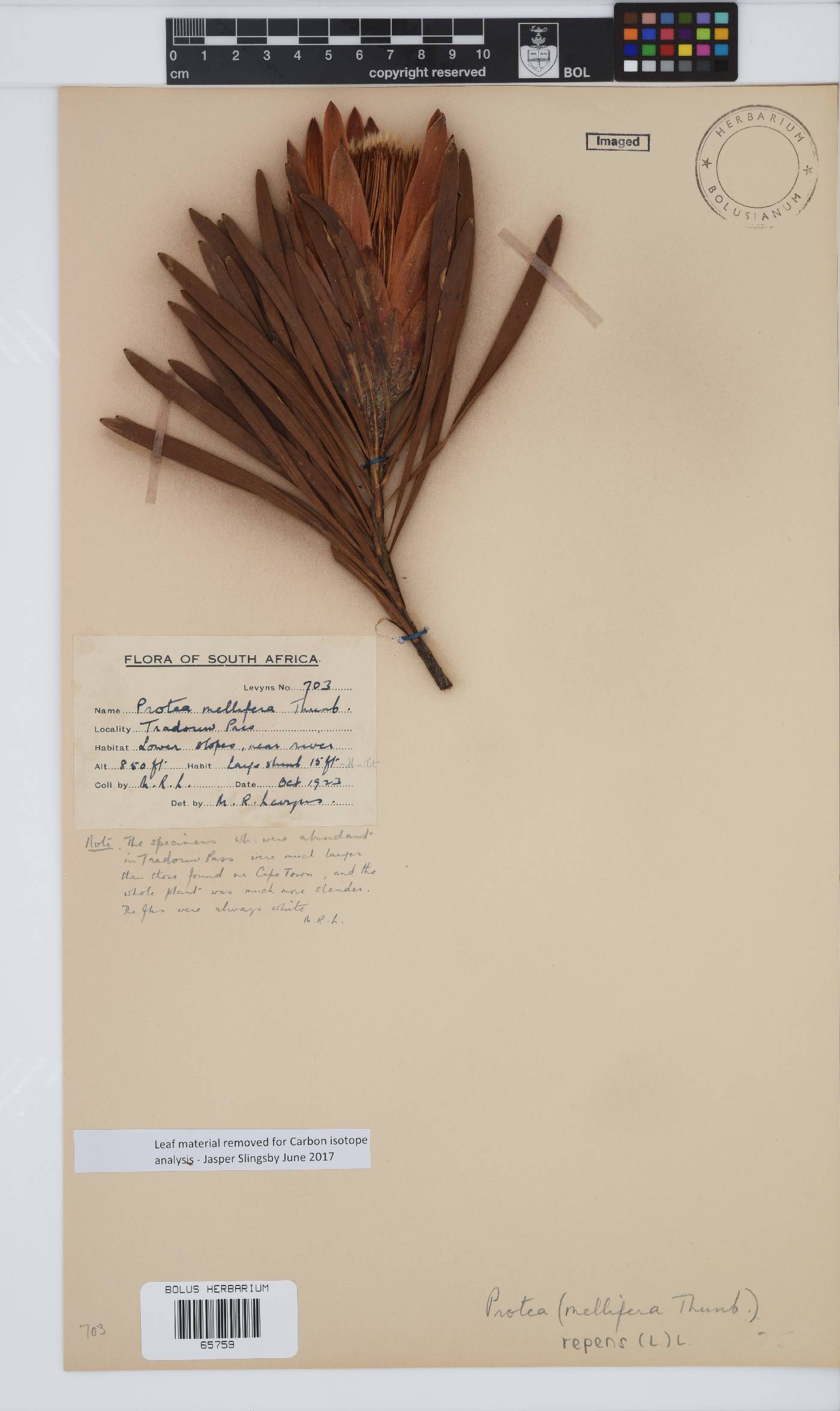 Protea repens image
