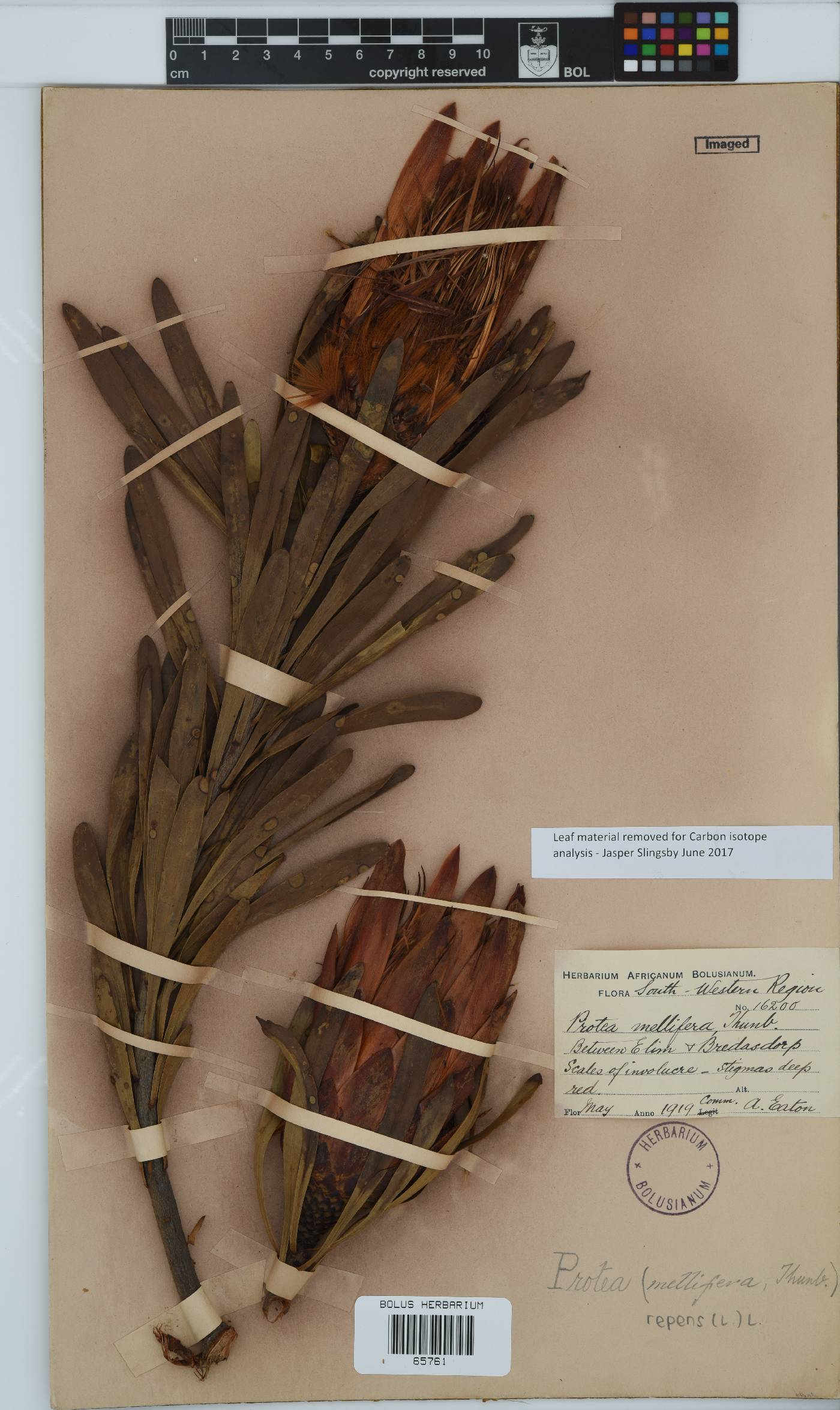 Protea repens image