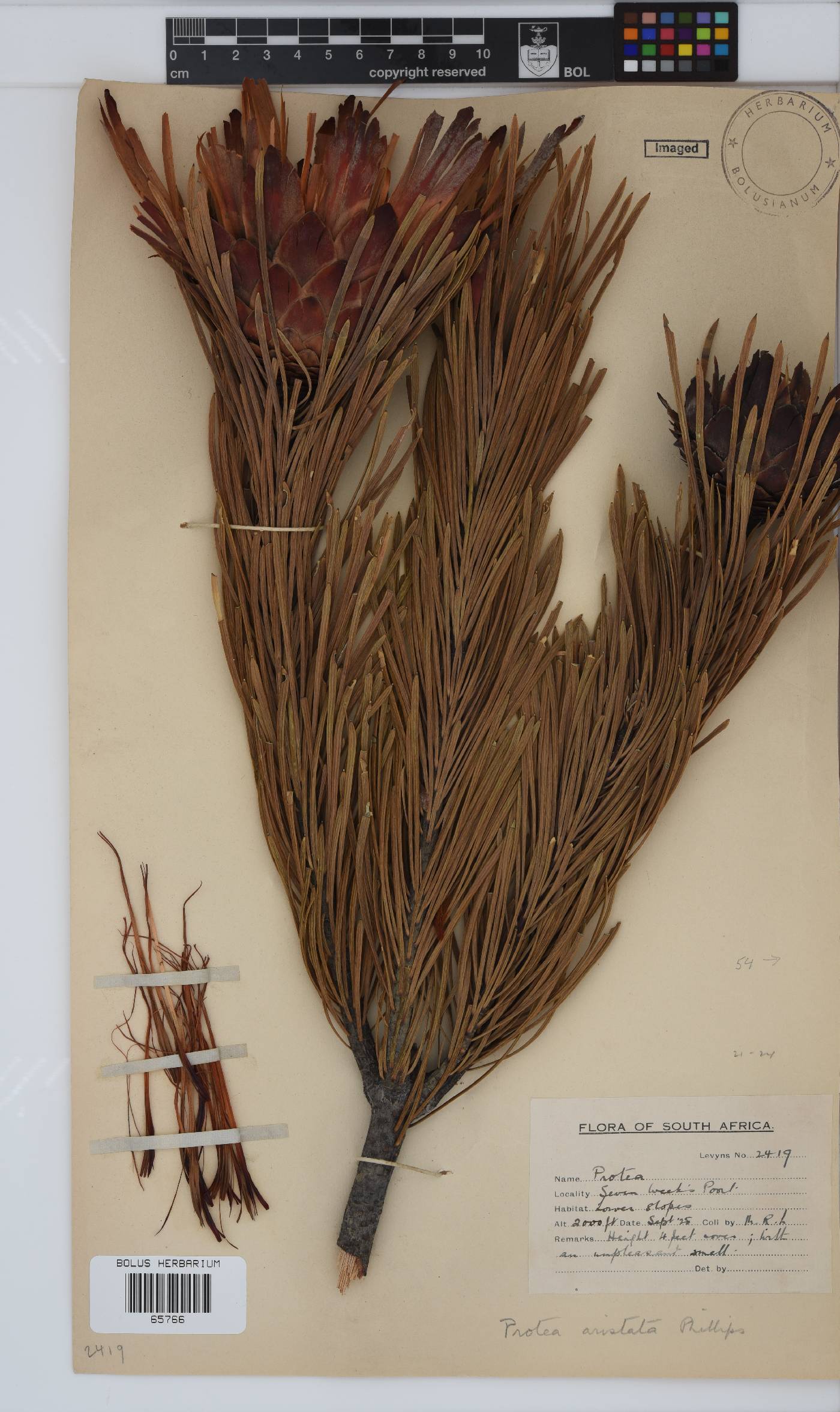 Protea aristata image